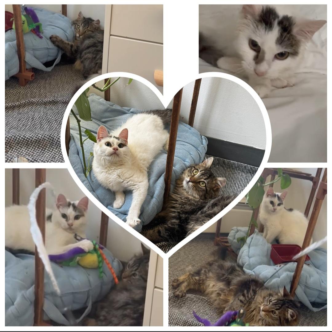 Enlarge PANDY, a Adoptable Domestic Short Hair in Perth Amboy , NJ image 4/6