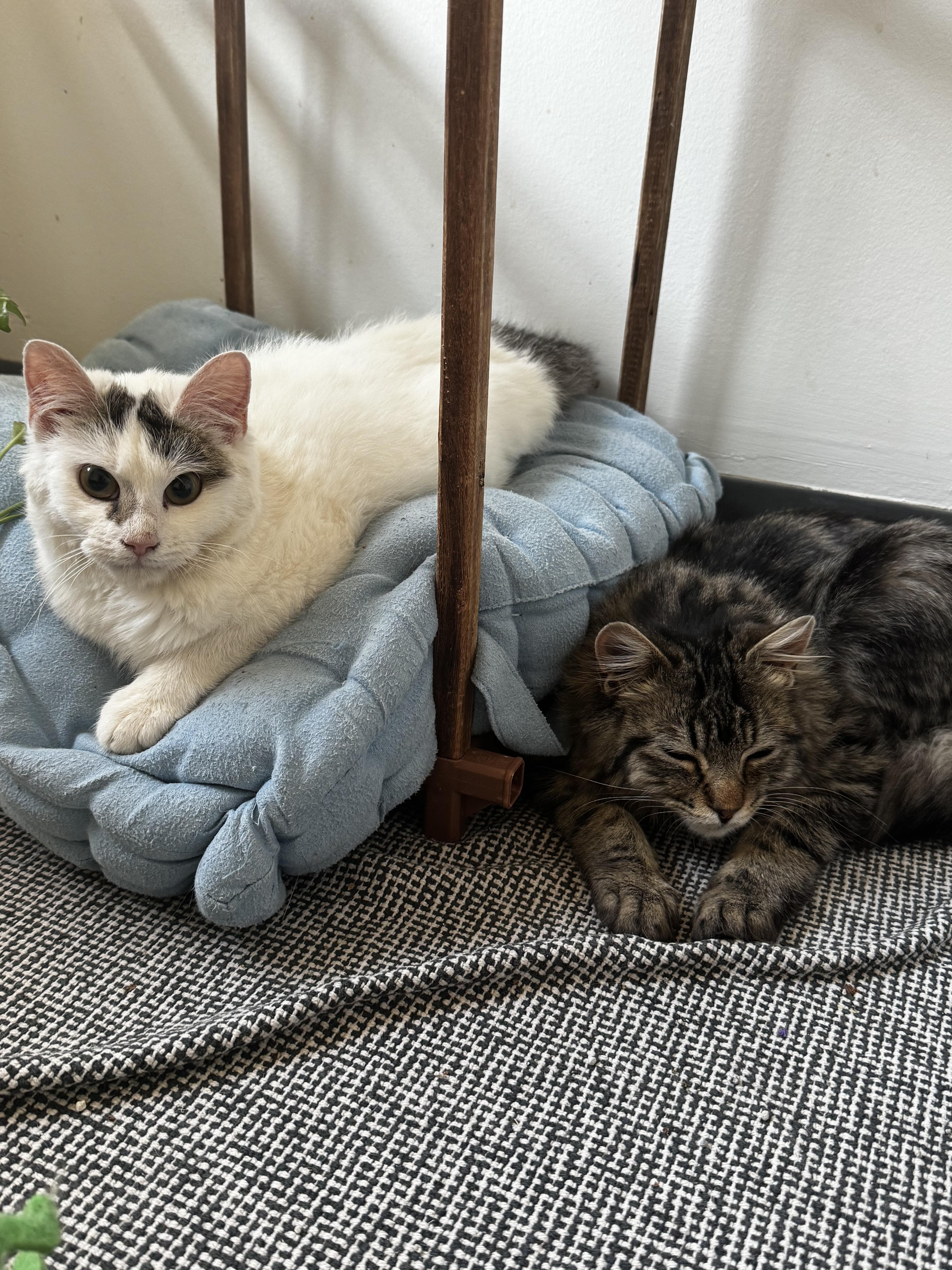 Enlarge PANDY, a Adoptable Domestic Short Hair in Perth Amboy , NJ image 5/6