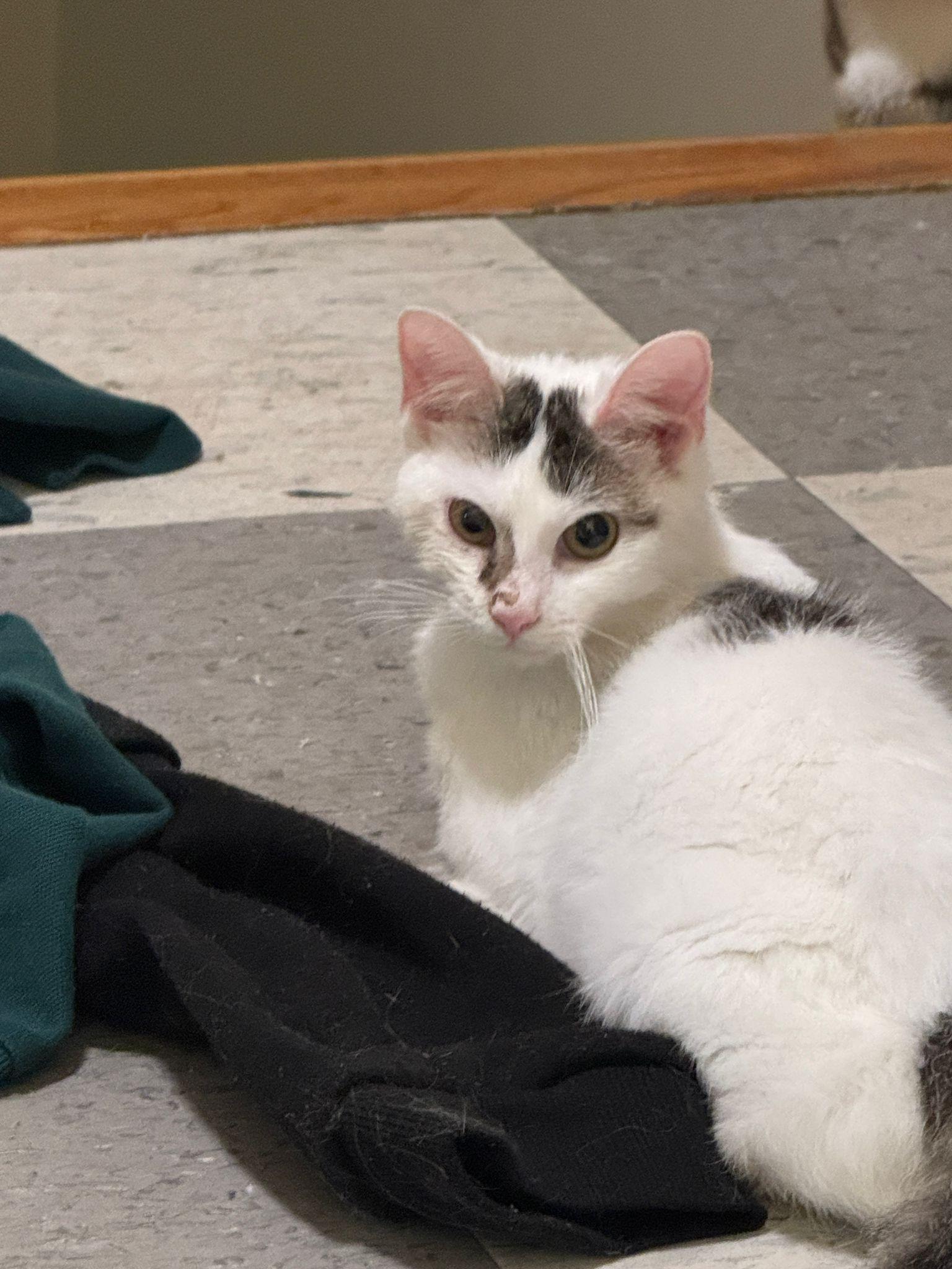 Enlarge PANDY, a Adoptable Domestic Short Hair in Perth Amboy , NJ image 6/6