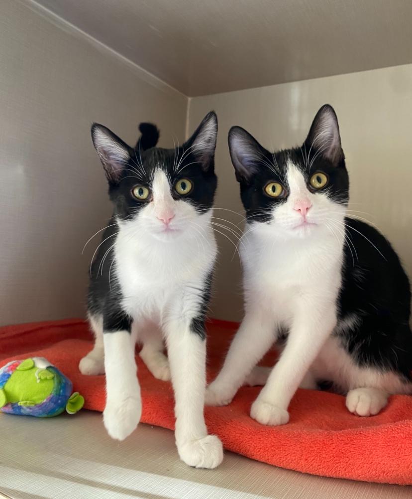 Enlarge M Kittens, a Adoptable Domestic Short Hair in Waterdown, ON image 1/2