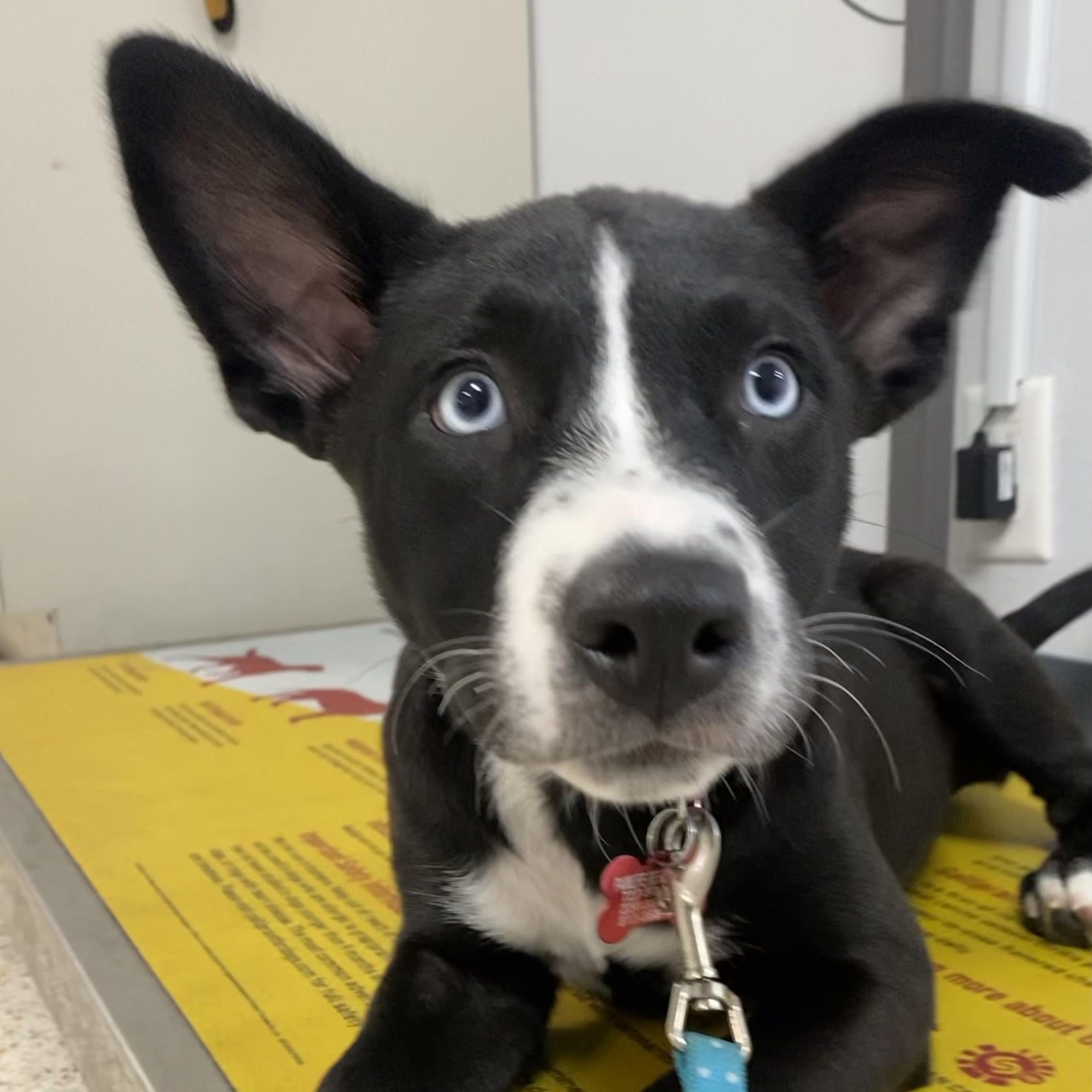 Dog for adoption TRUDY, a Mixed Breed in Largo, FL Petfinder