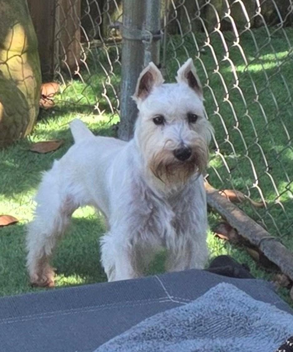 Duffy, Adoptable, Adult Male Schnauzer.