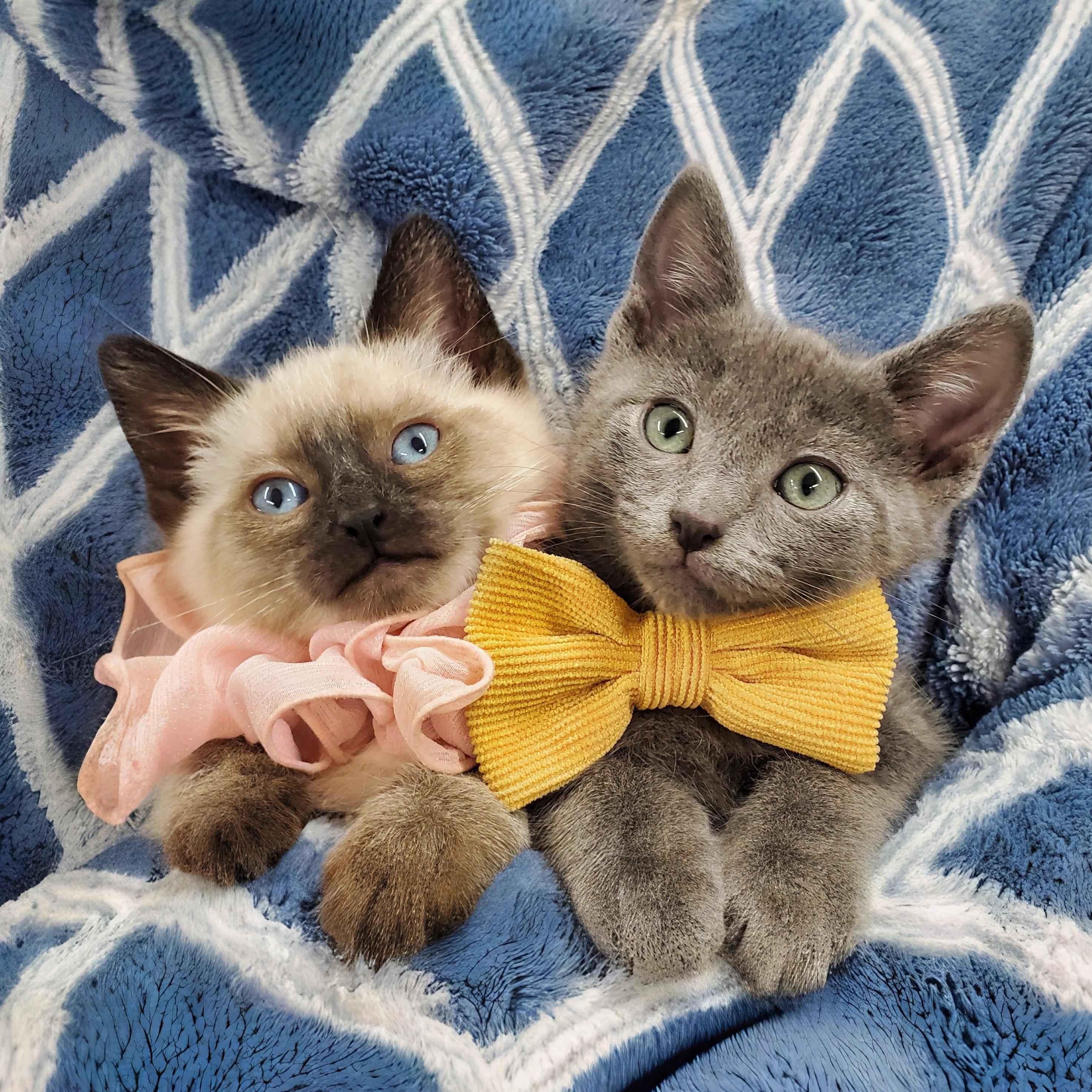Roman & Helvetica, adopted, Kitten Male Siamese & Domestic Short Hair.