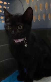 Bina (Mini Princess Panther)