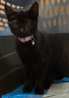 Bina (Mini Princess Panther)