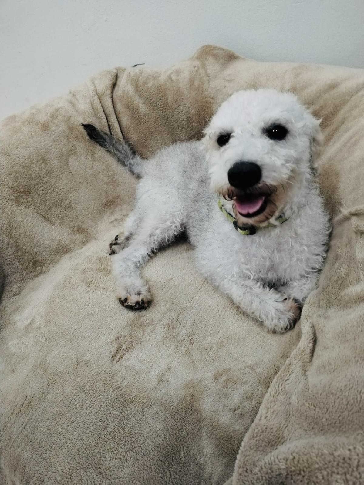 Enlarge Felipe, a Adoptable mixed breed in Bangor, ME image 6/6