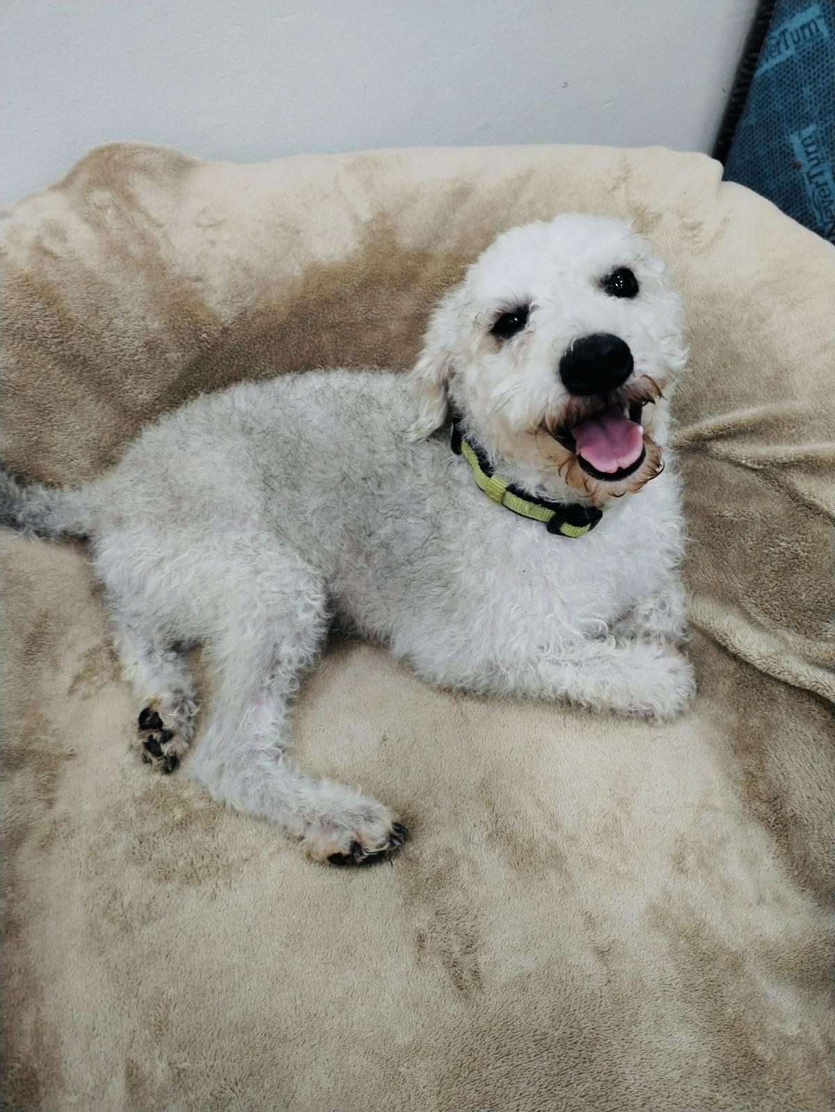 Enlarge Felipe, a Adoptable mixed breed in Bangor, ME image 3/6