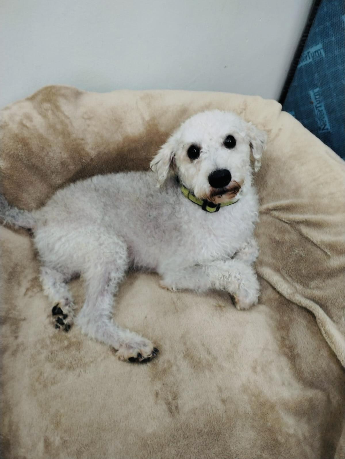 Enlarge Felipe, a Adoptable mixed breed in Bangor, ME image 5/6