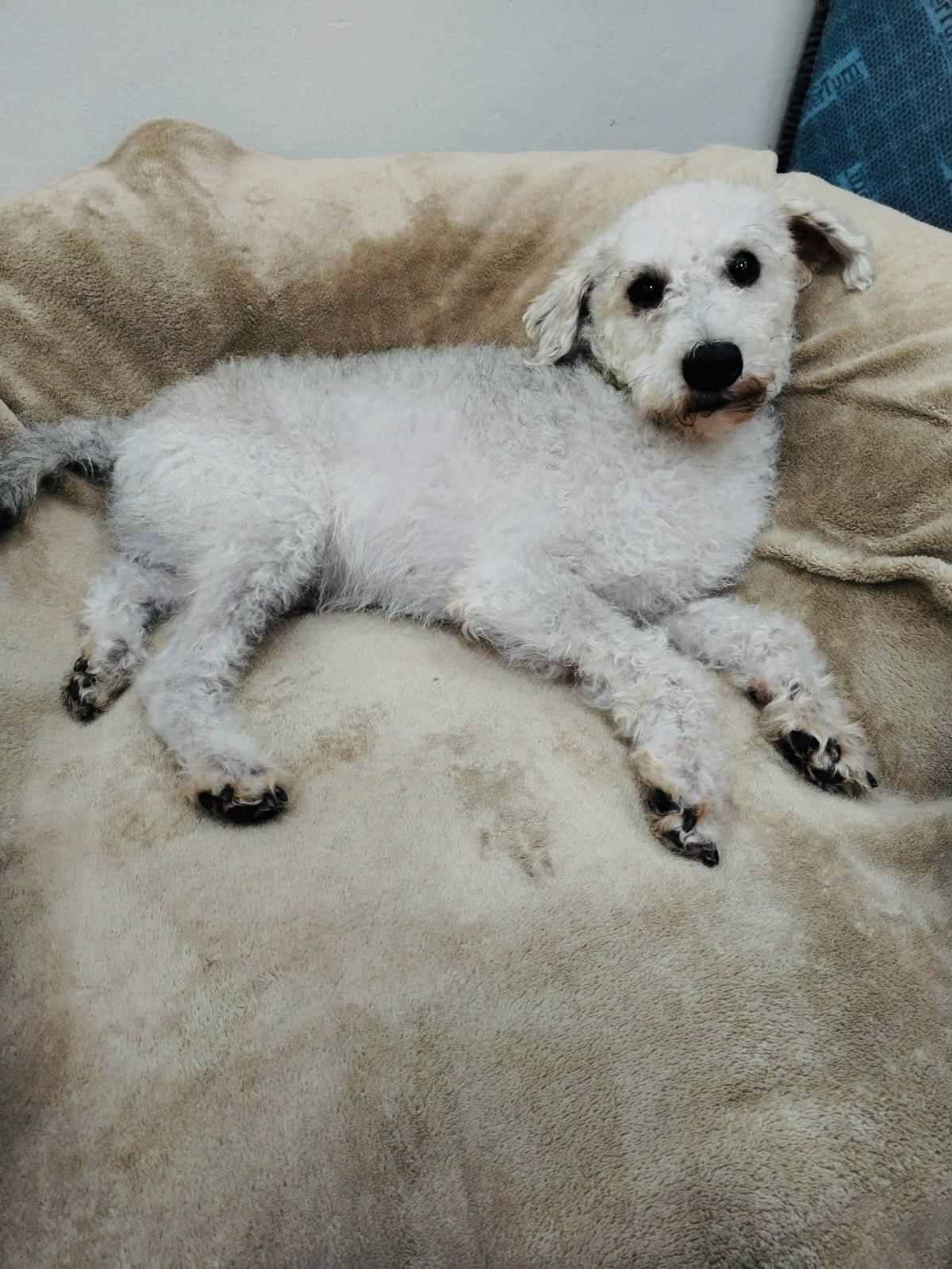 Enlarge Felipe, a Adoptable mixed breed in Bangor, ME image 2/6