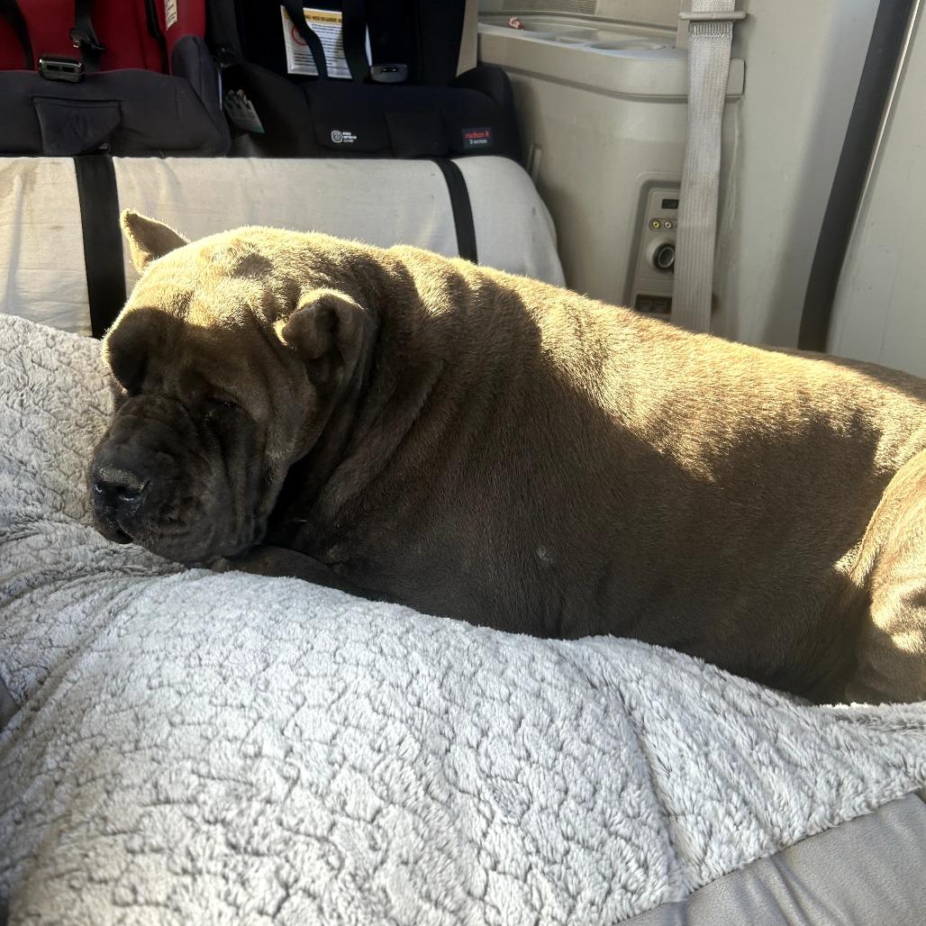 Freda, a Adoptable Cane Corso in manchester, PA image 1/6
