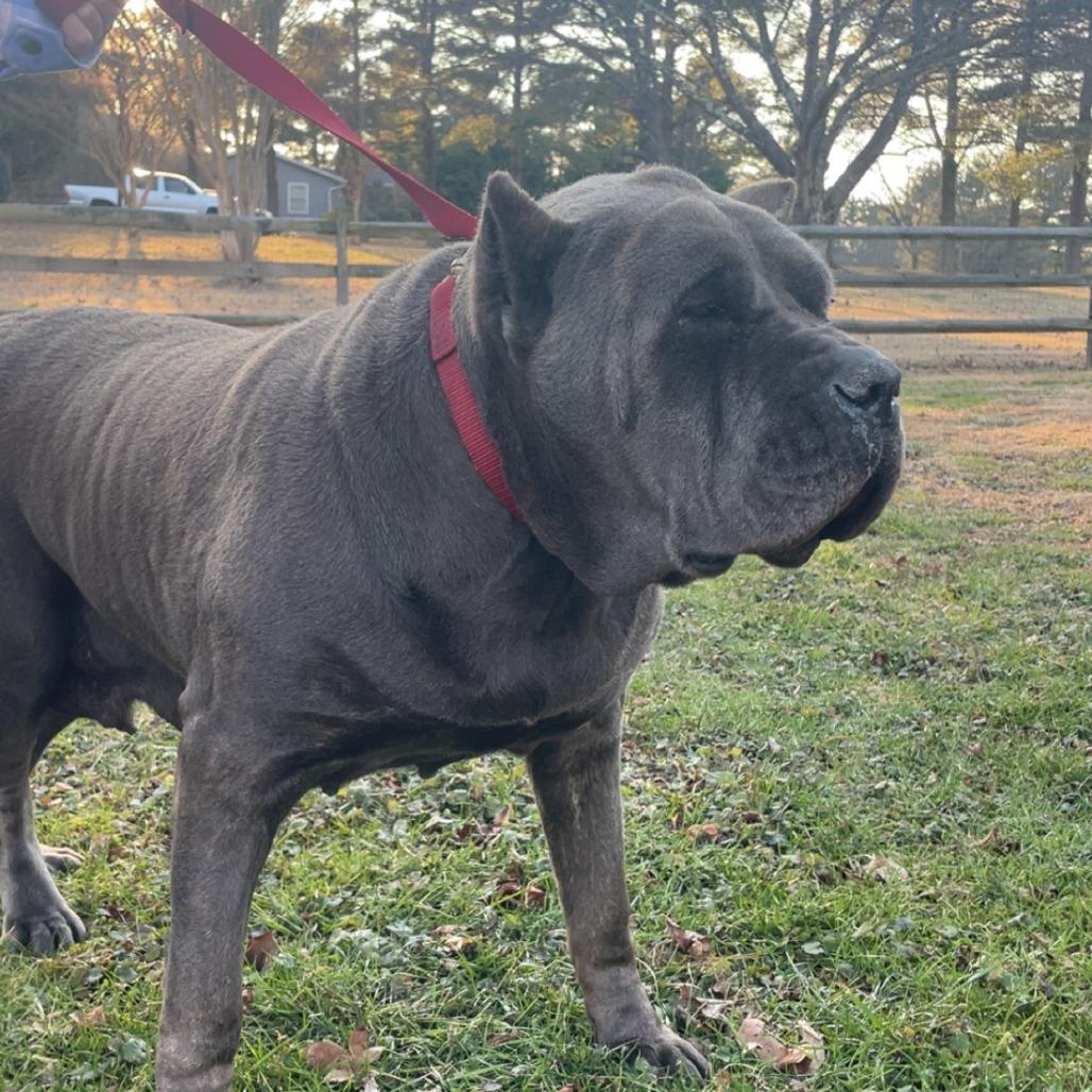 Freda, a Adoptable Cane Corso in manchester, PA image 2/6