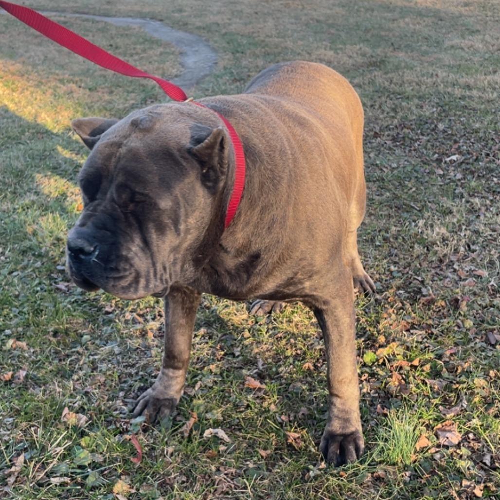 Freda, a Adoptable Cane Corso in manchester, PA image 3/6