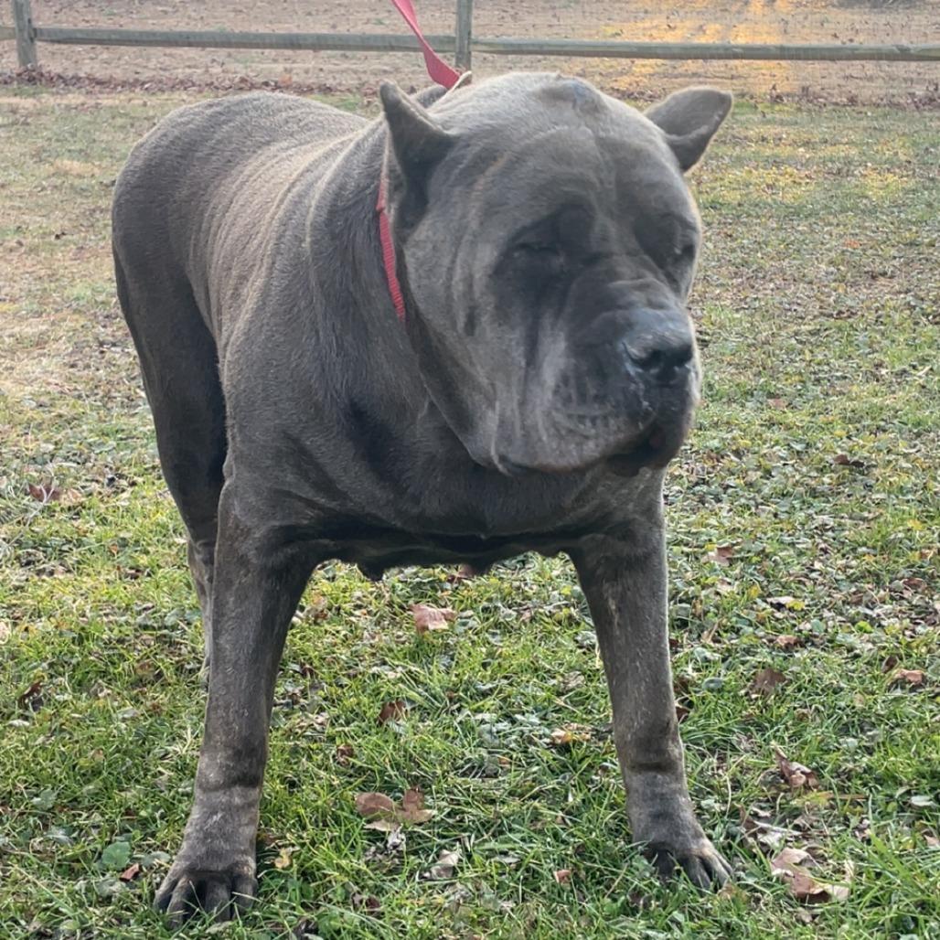 Freda, a Adoptable Cane Corso in manchester, PA image 4/6