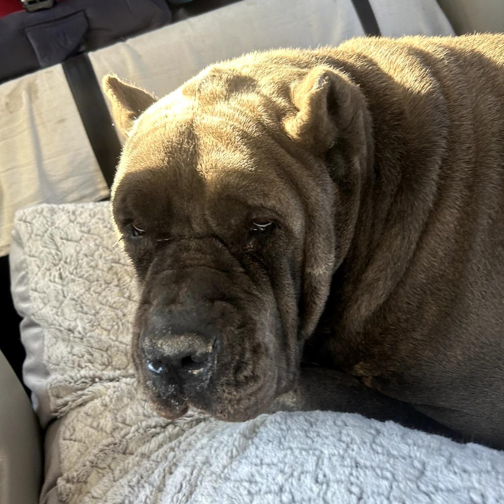 Freda, a Adoptable Cane Corso in manchester, PA image 5/6