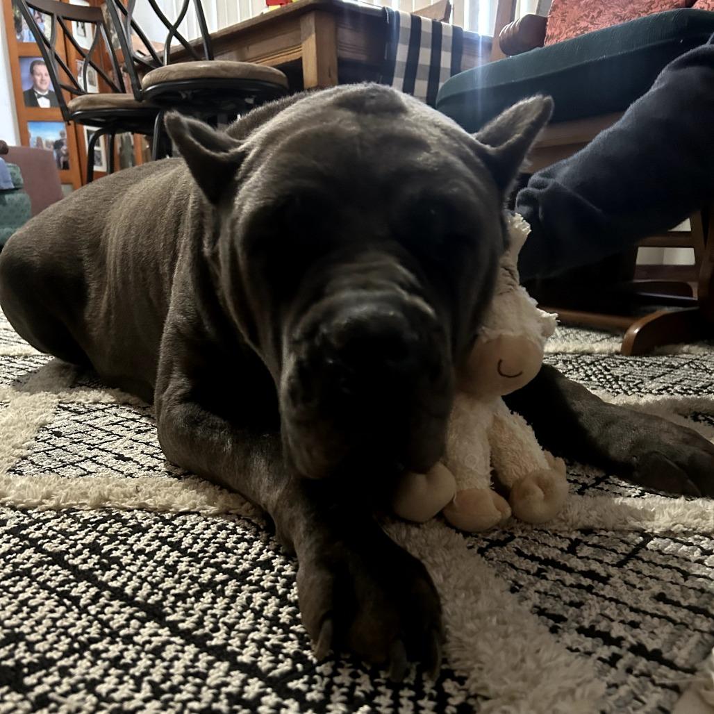Freda, a Adoptable Cane Corso in manchester, PA image 6/6