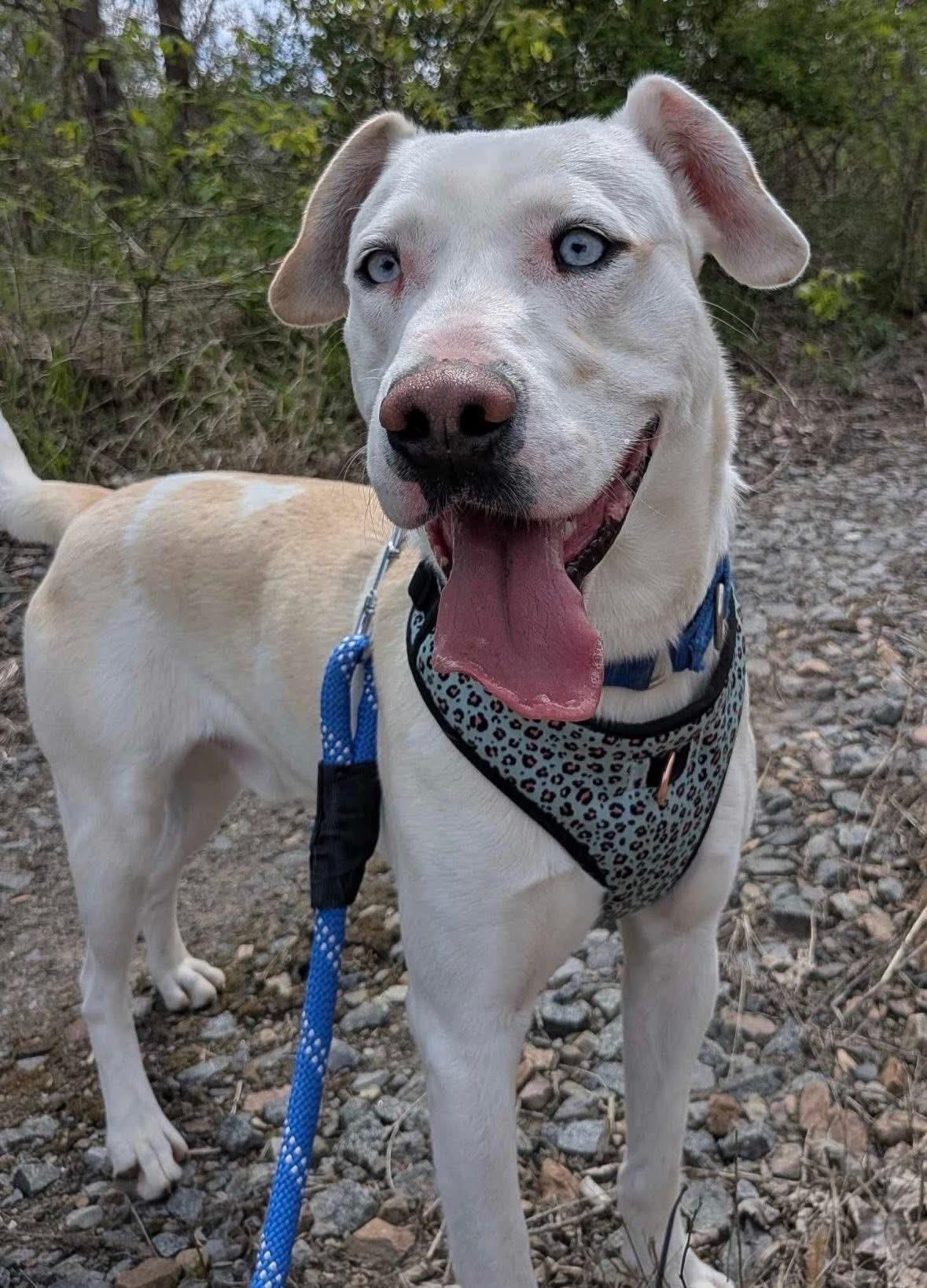 Patches , a ADOPTABLE Mixed Breed in Howes Cave, NY image 1/4