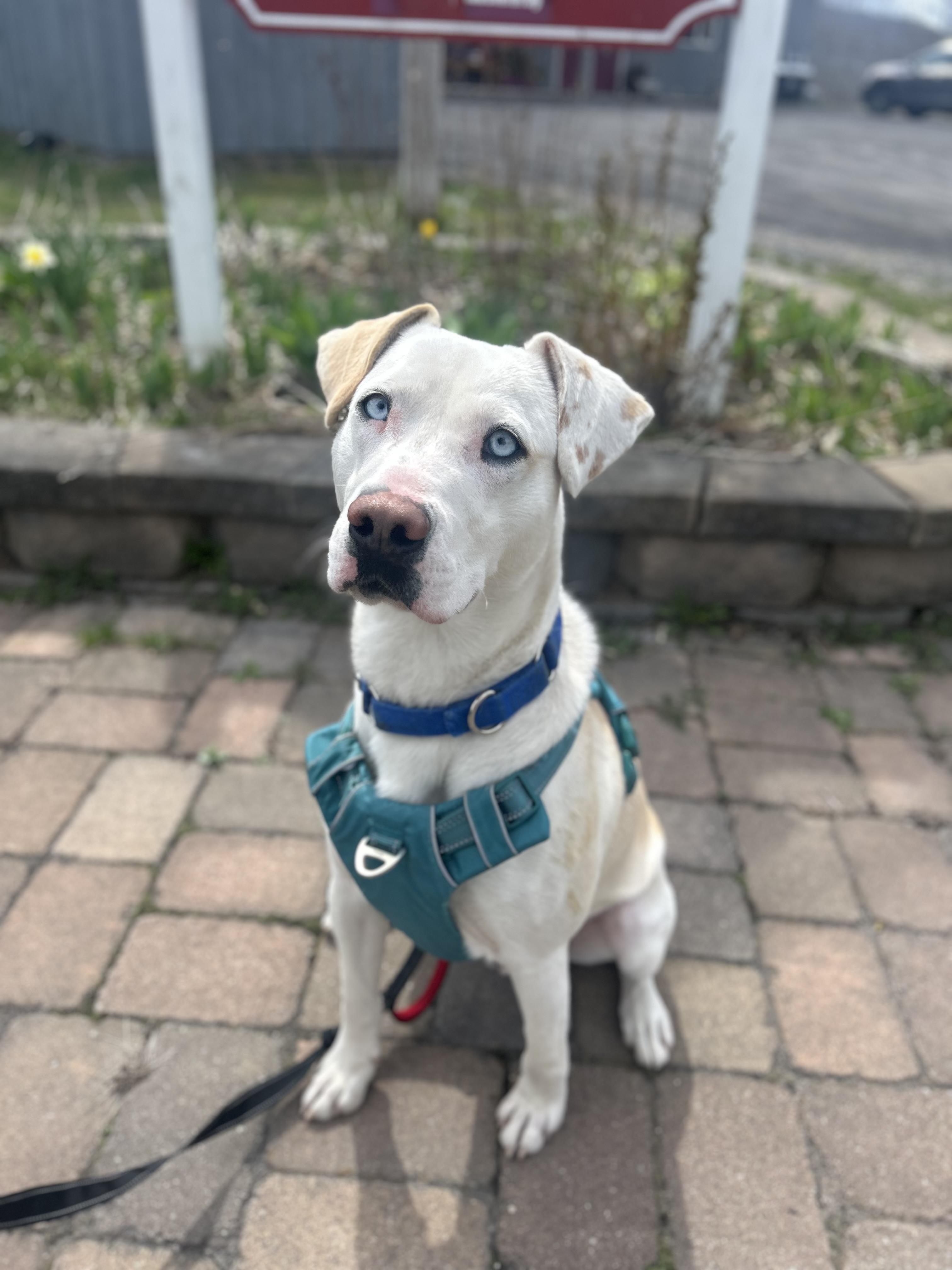 Patches , ADOPTABLE, Adult Male Mixed Breed.