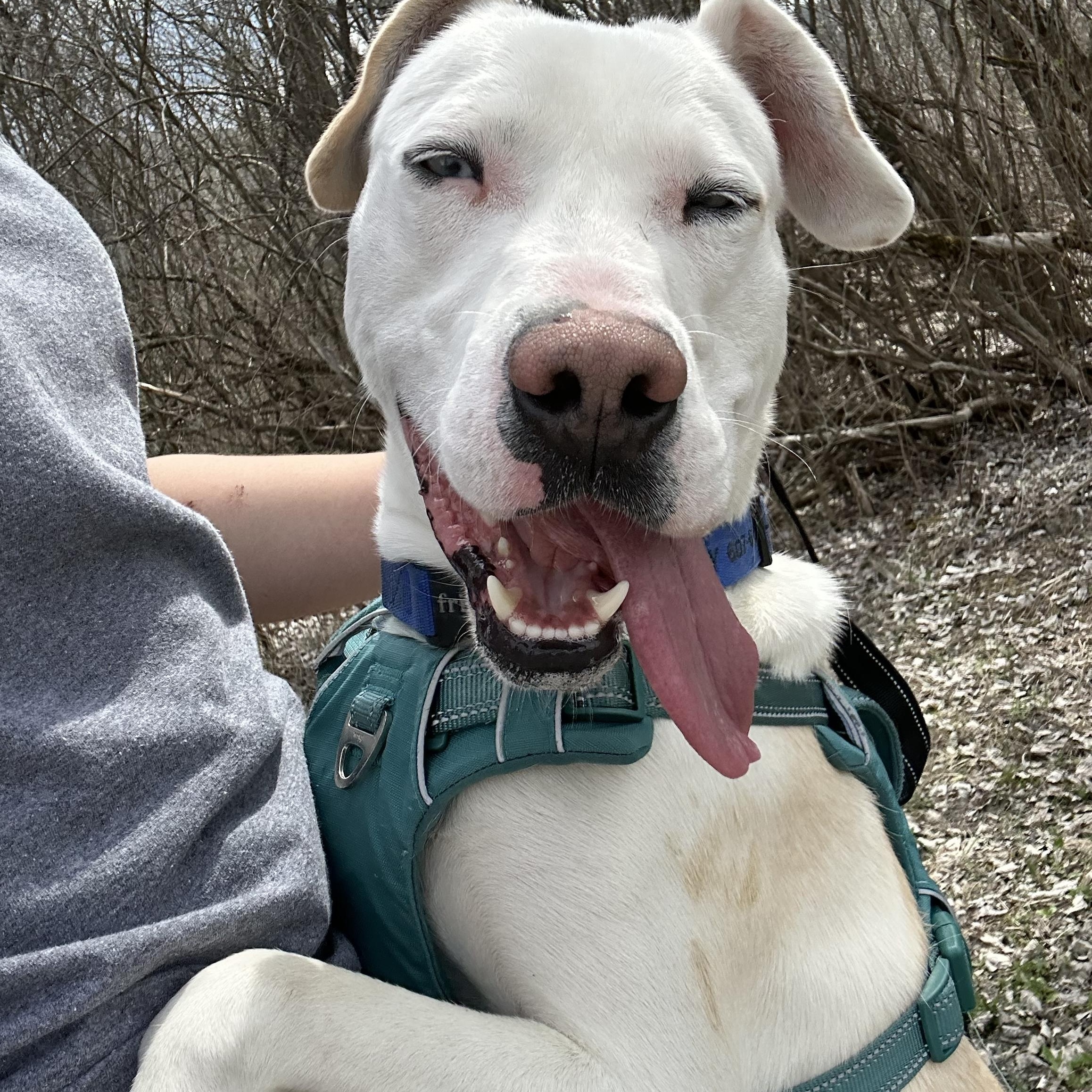 Enlarge Patches , a ADOPTABLE Mixed Breed in Howes Cave, NY image 3/3