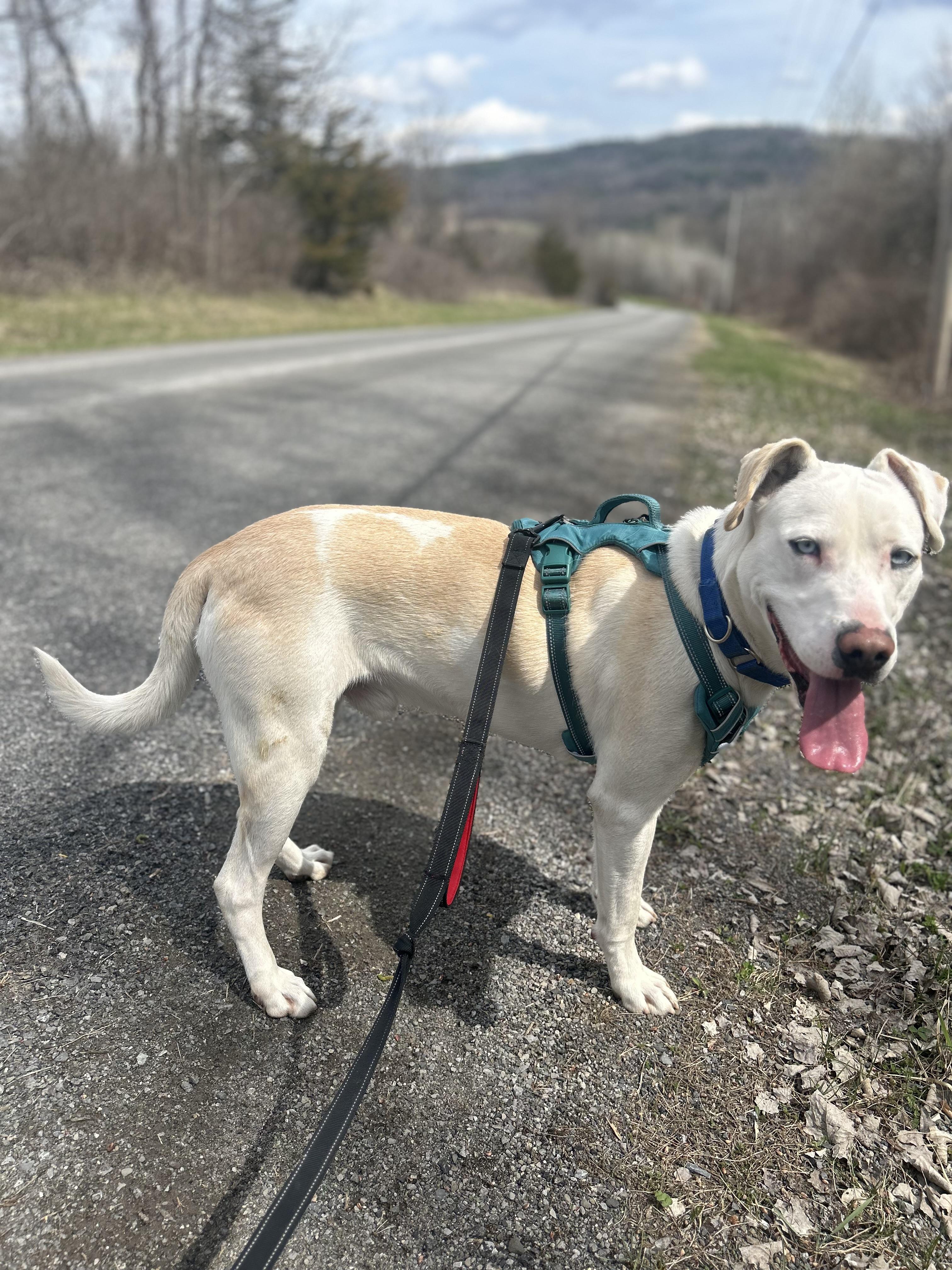 Enlarge Patches , a ADOPTABLE Mixed Breed in Howes Cave, NY image 2/3