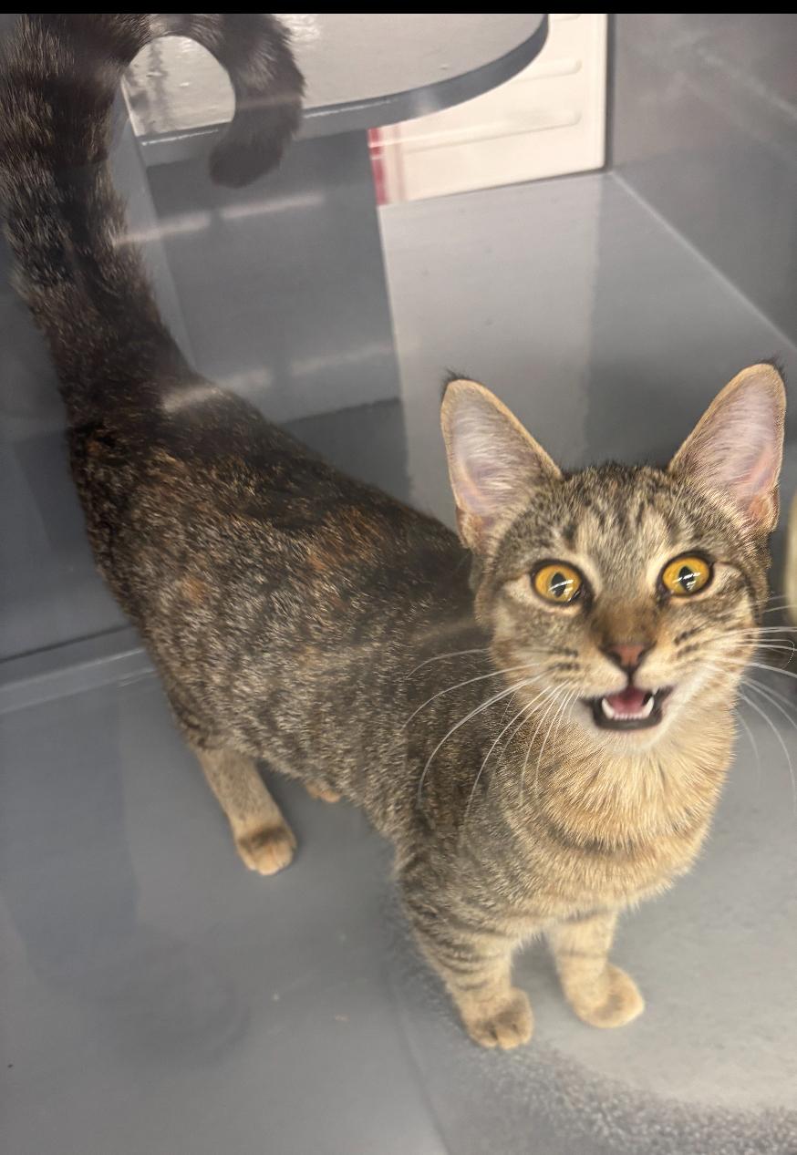 Enlarge Taffi, a Adopted mixed breed in Randolph, AL image 1/1