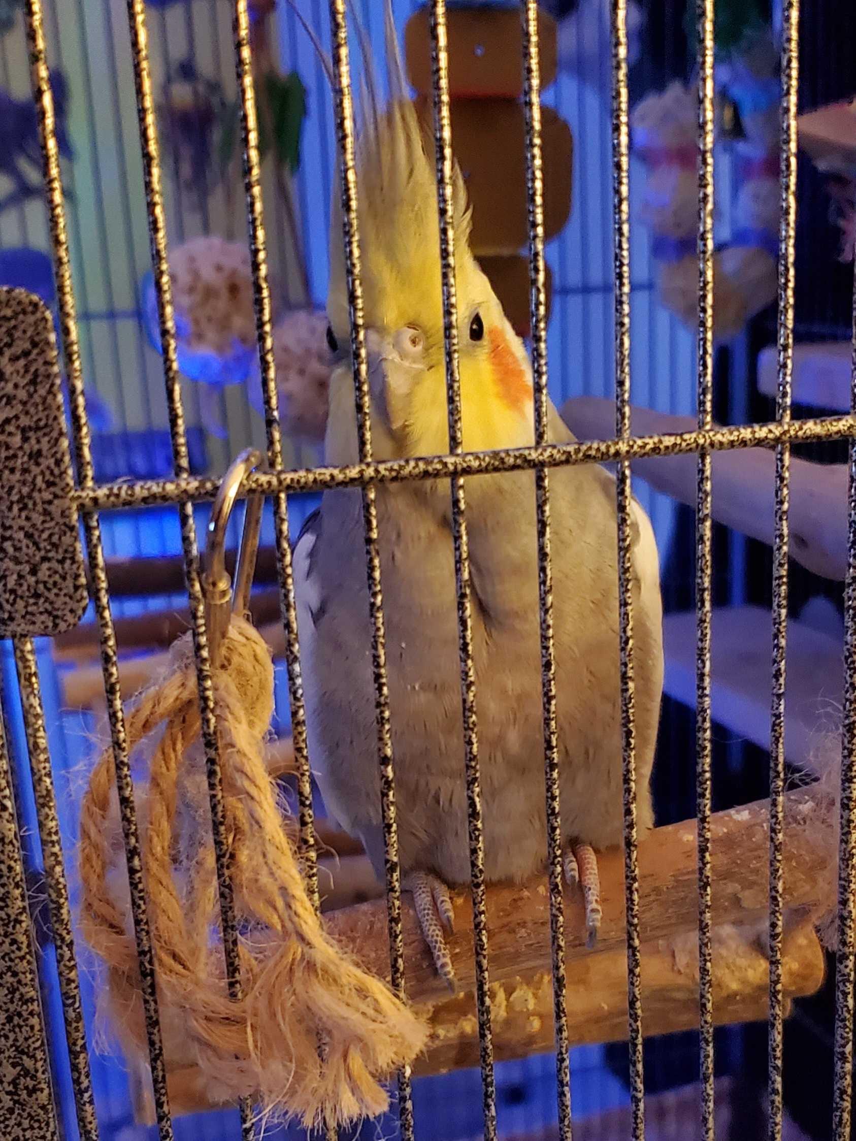 Apple (Fairbanks), Adopted, Adult Male Cockatiel.