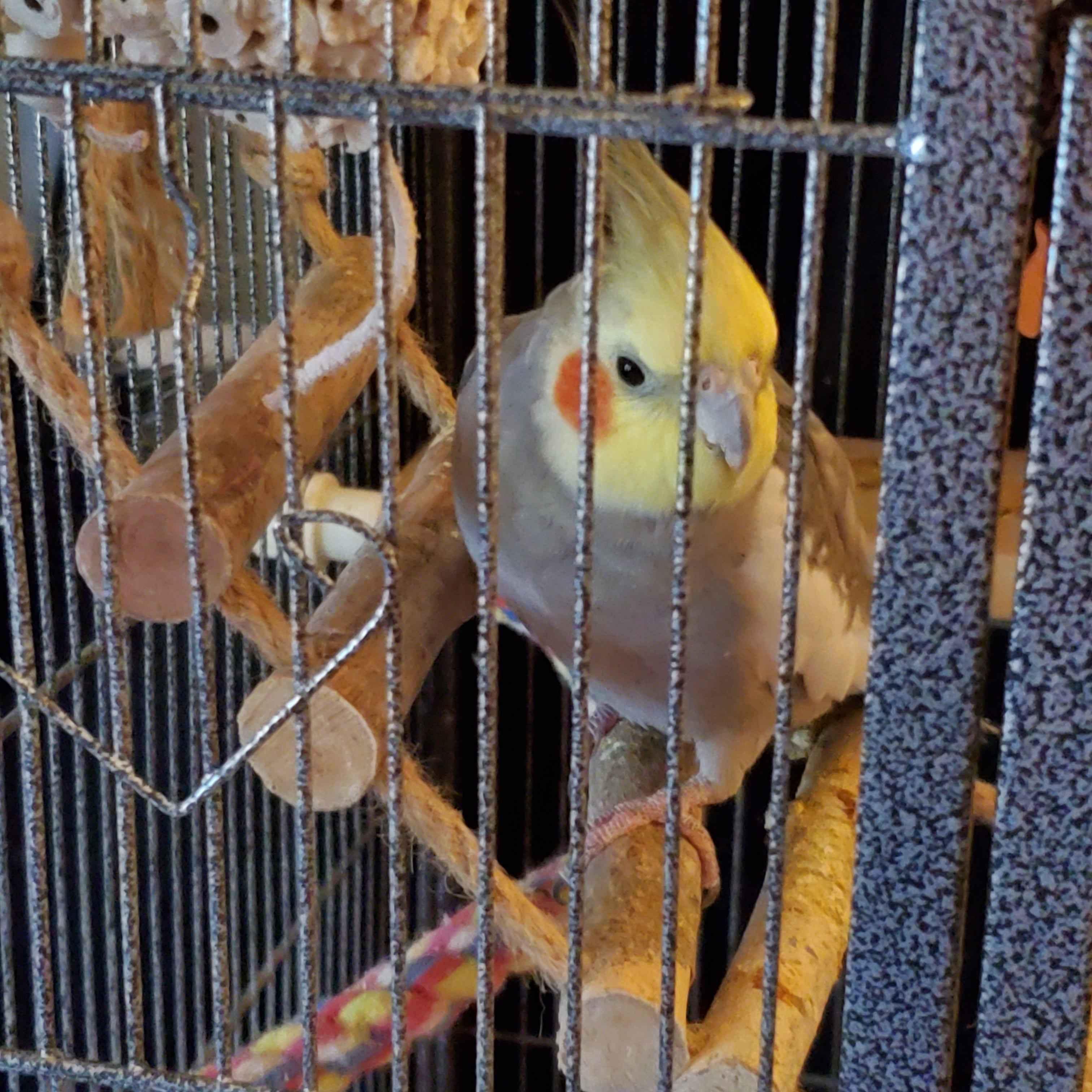 Enlarge Apple (Fairbanks), a Adopted Cockatiel in Anchorage, AK image 2/2