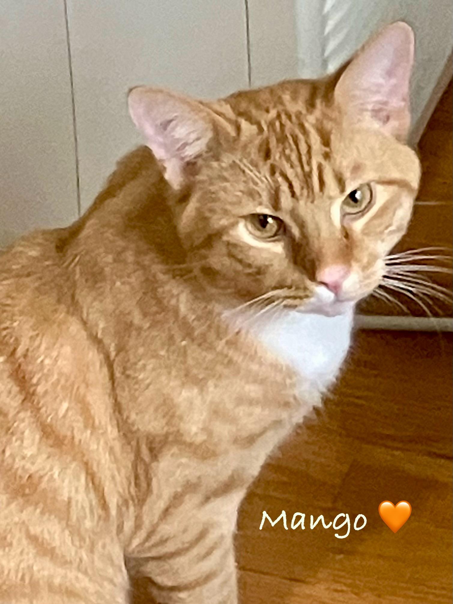 Mango, adoptable, Adult Male Tabby.