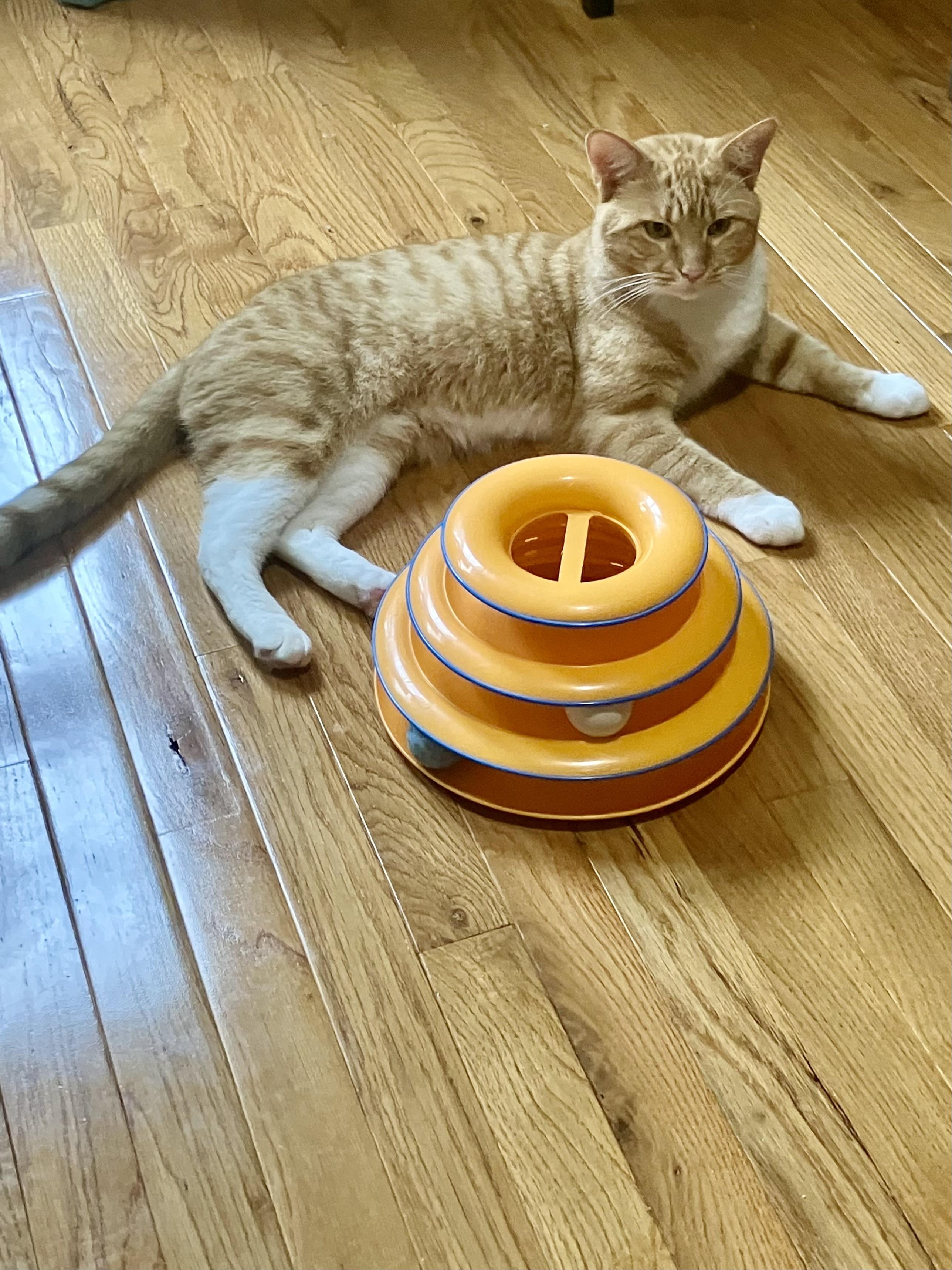 Mango, an adoptable Tabby in Woodbridge, VA image 2/2