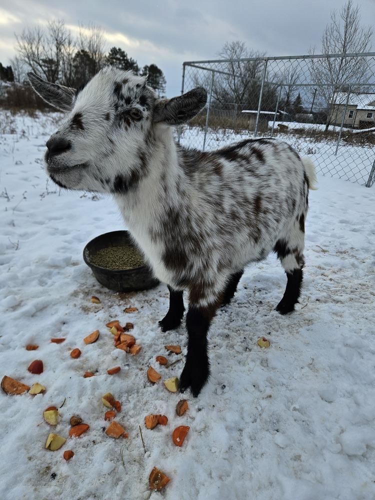 Cow, a ADOPTABLE Nigerian Dwarf in China Township, MI image 3/3