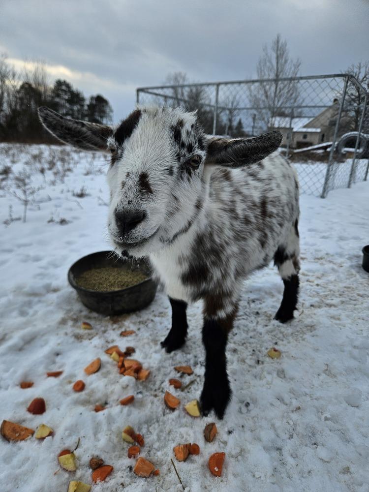 Cow, a ADOPTABLE Nigerian Dwarf in China Township, MI image 2/3