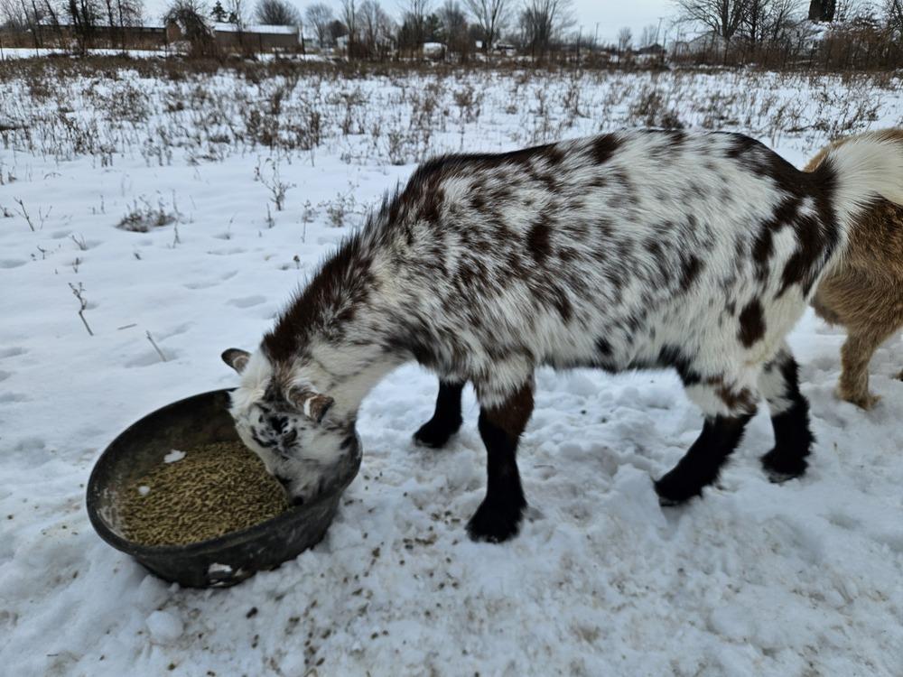 Cow, ADOPTABLE, Young Male Nigerian Dwarf.
