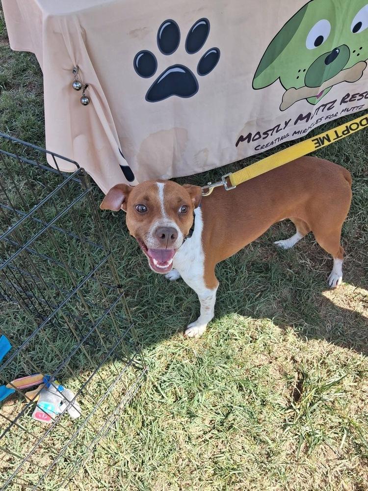 George, Adoptable, Adult Male Jack Russell Terrier & Pit Bull Terrier.