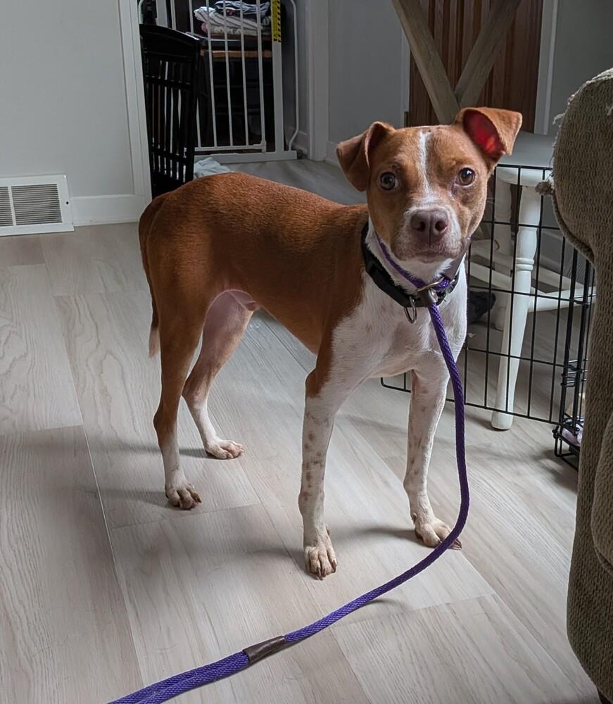 Enlarge George, a Adoptable mixed breed in Pottstown, PA image 4/5