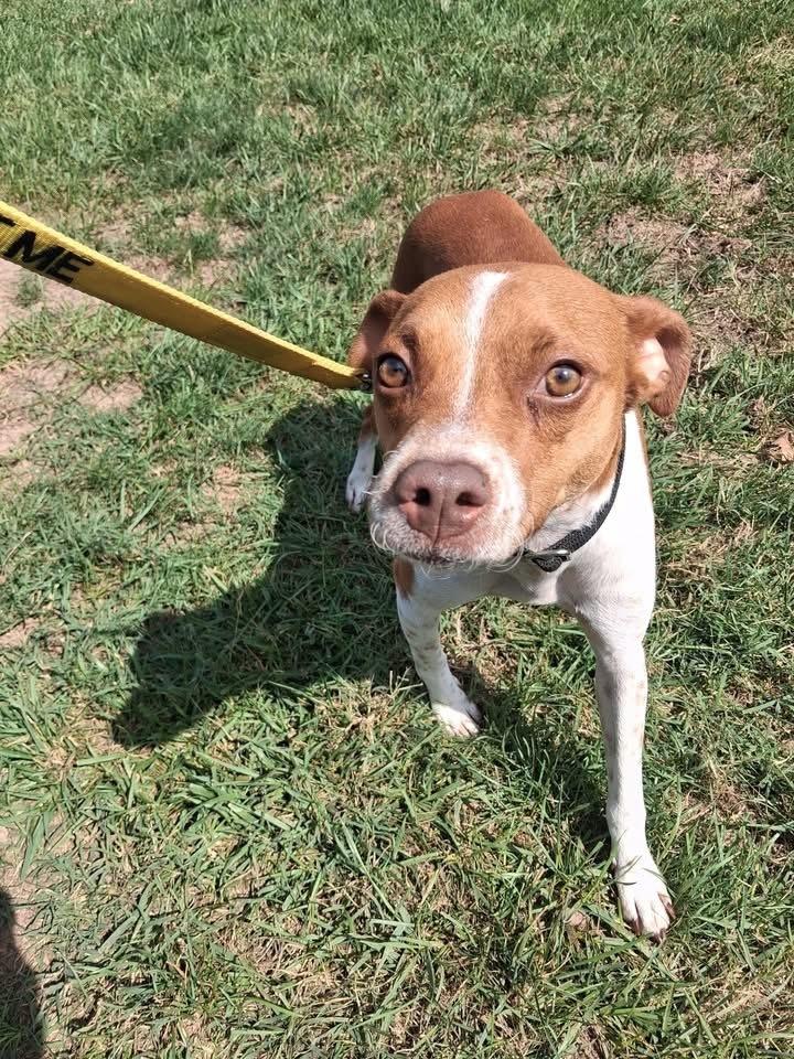 Enlarge George, a Adoptable mixed breed in Pottstown, PA image 5/5