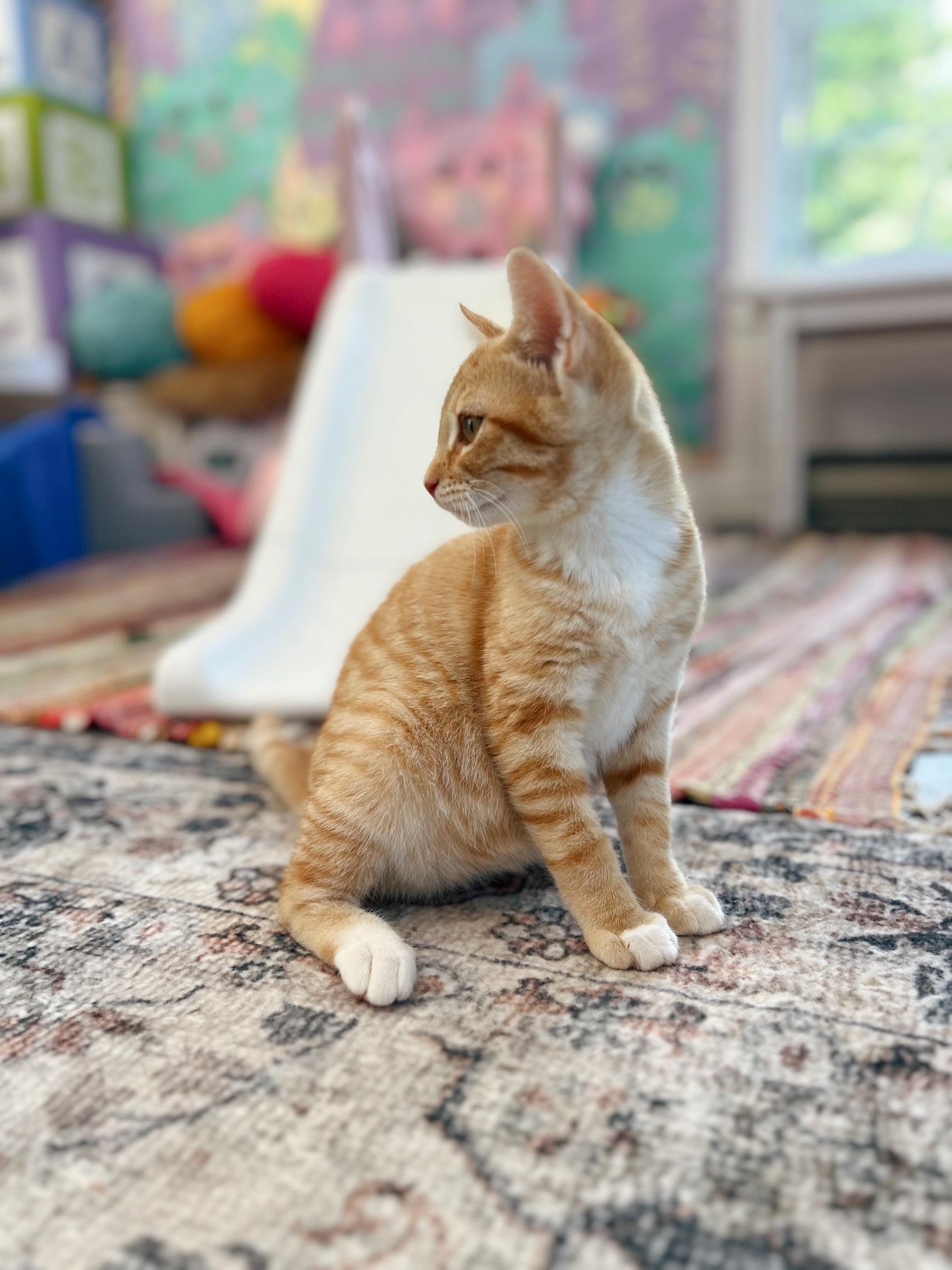 Enlarge Frodo, an adopted Domestic Short Hair in Courtenay, BC image 2/2