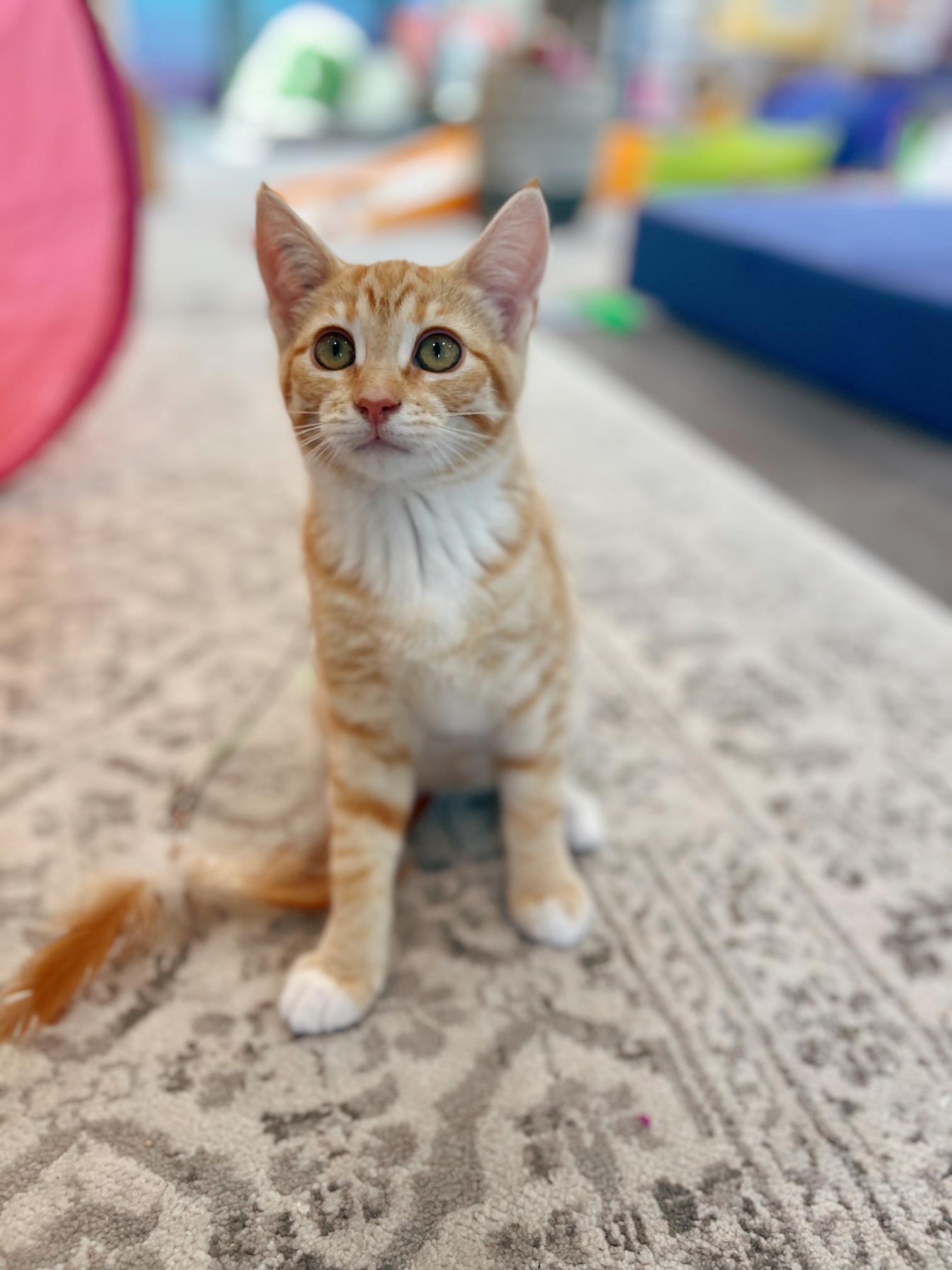 Frodo, adopted, Young Female Domestic Short Hair.