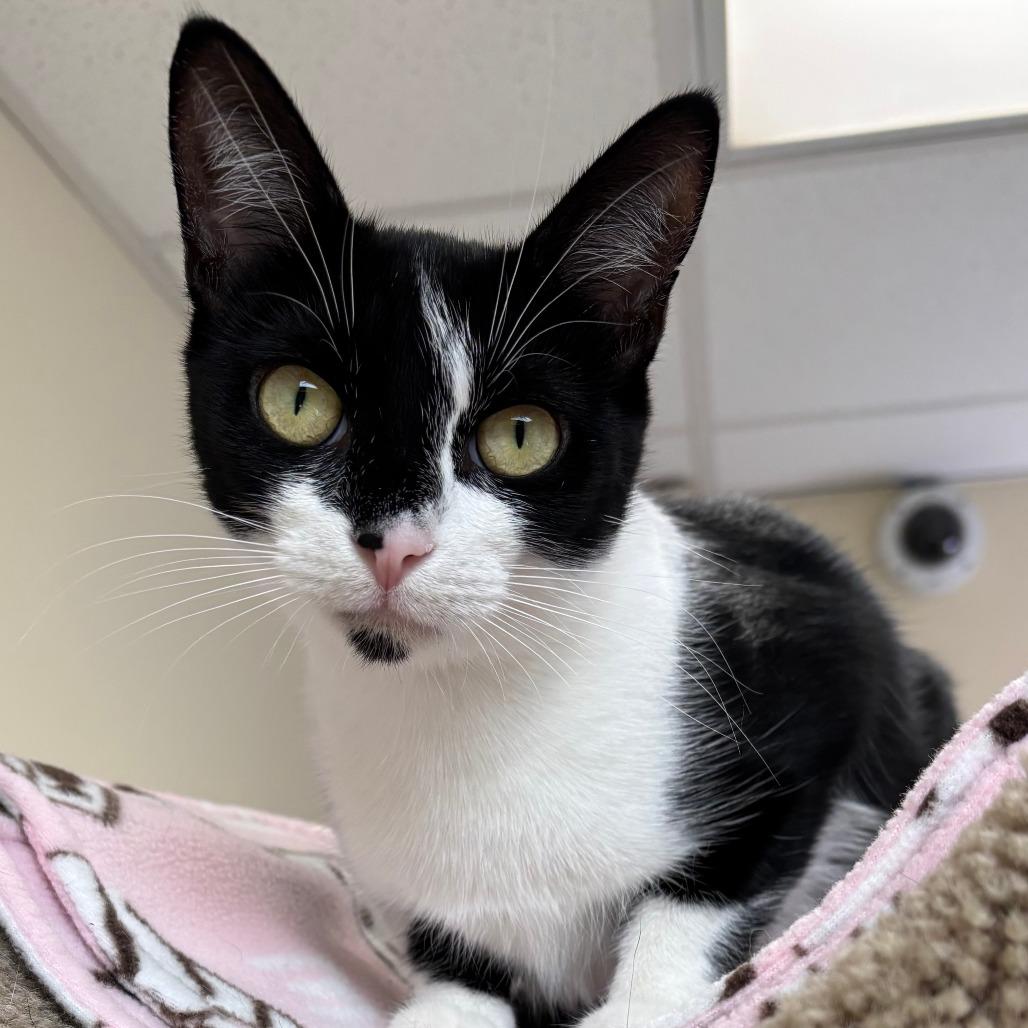 Mamma Mia!, Adoptable, Young Female Domestic Short Hair.