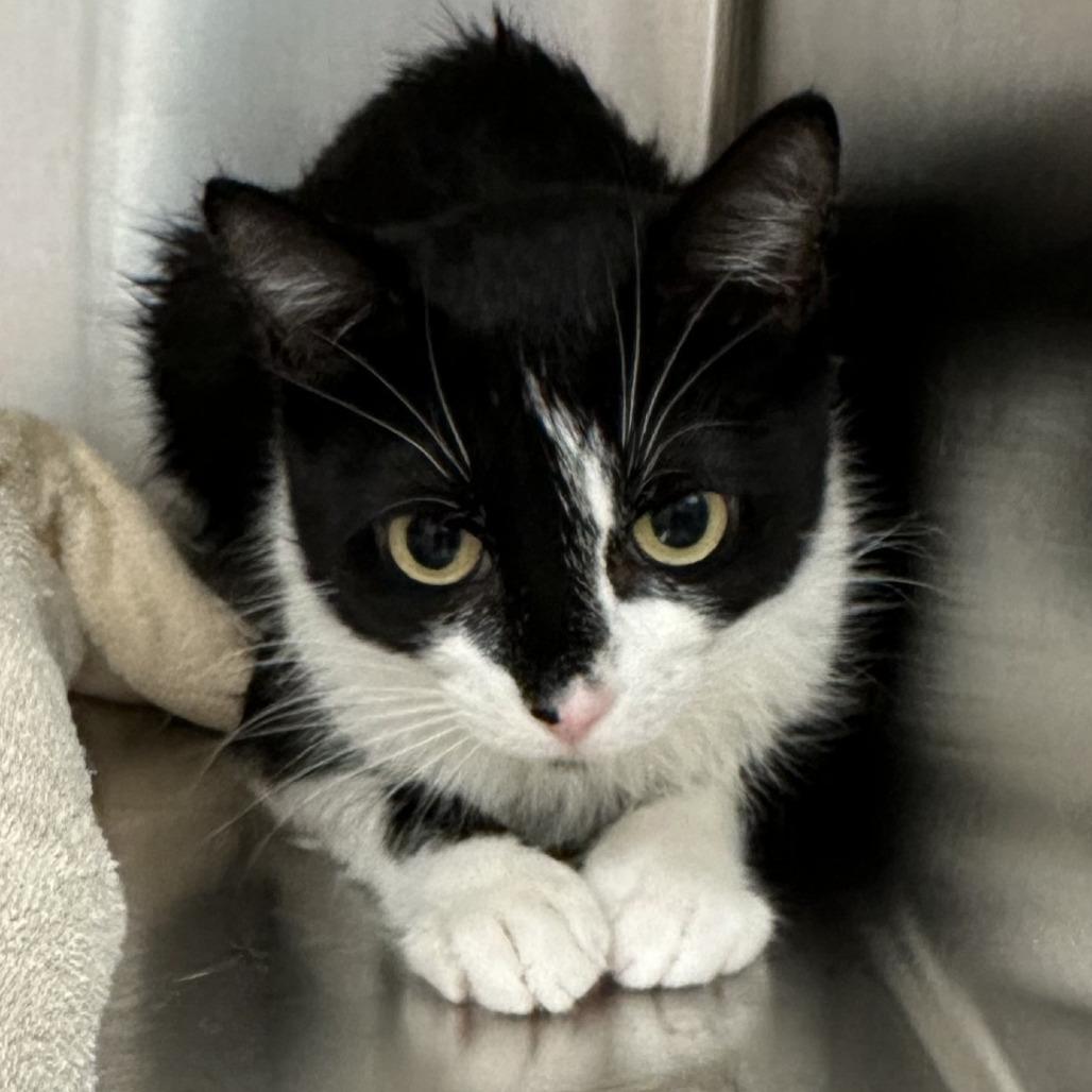 Enlarge Mamma Mia!, a Adoptable Domestic Short Hair in Naperville, IL image 2/5