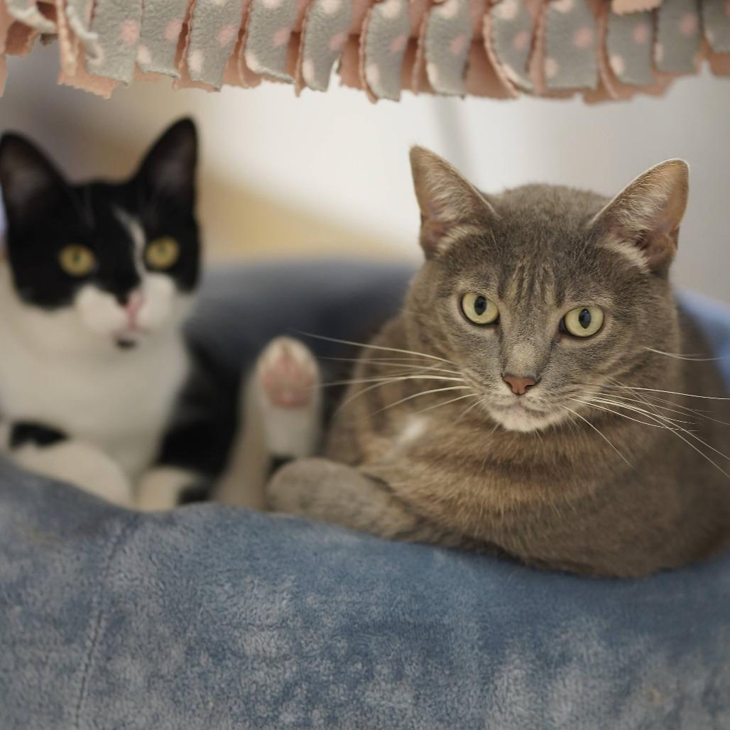 Enlarge Mamma Mia!, a Adoptable Domestic Short Hair in Naperville, IL image 3/5