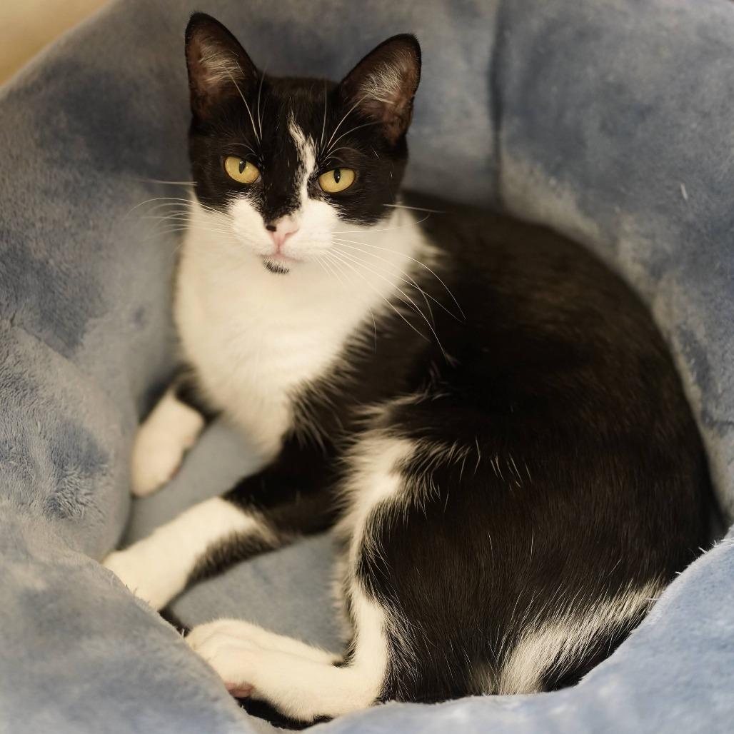 Enlarge Mamma Mia!, a Adoptable Domestic Short Hair in Naperville, IL image 4/5