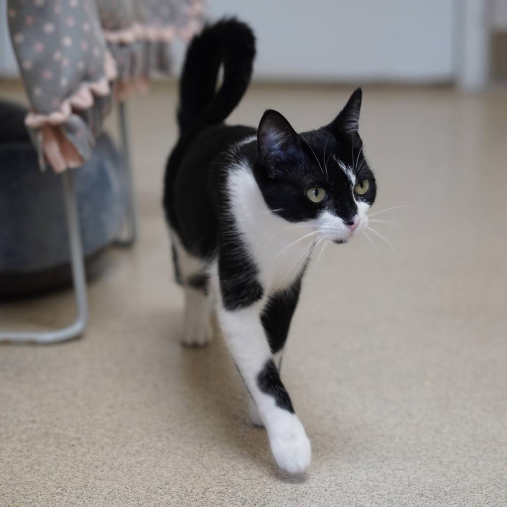 Enlarge Mamma Mia!, a Adoptable Domestic Short Hair in Naperville, IL image 5/5