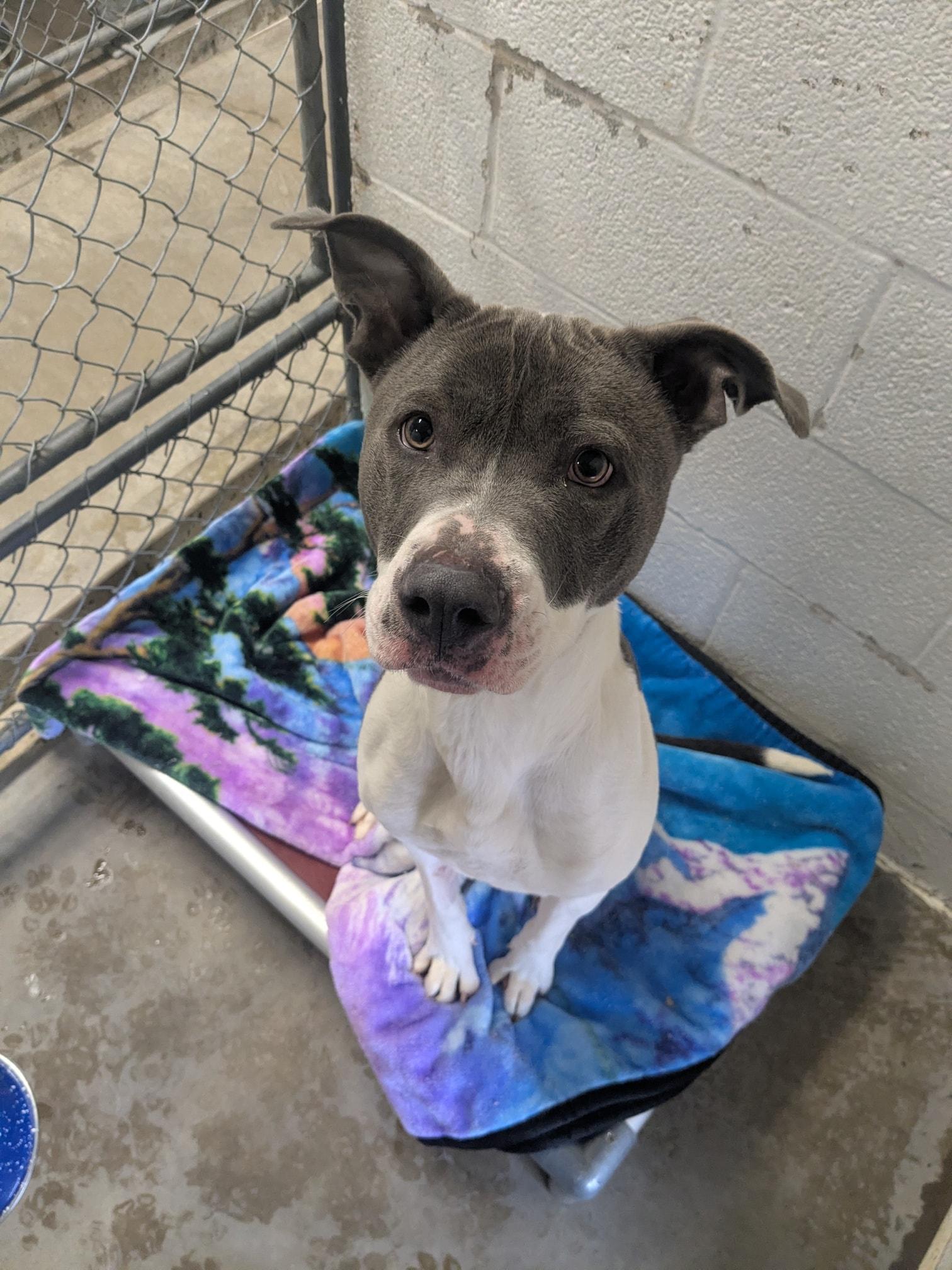 Enlarge Ivy, a ADOPTABLE mixed breed in Lock Haven, PA image 1/1
