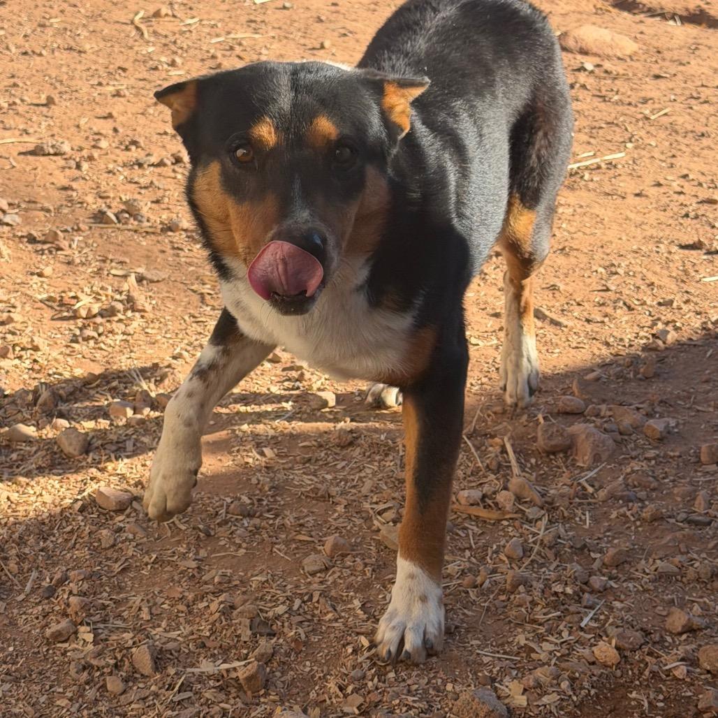 Ross, Adoptable, Young Male Mixed Breed.