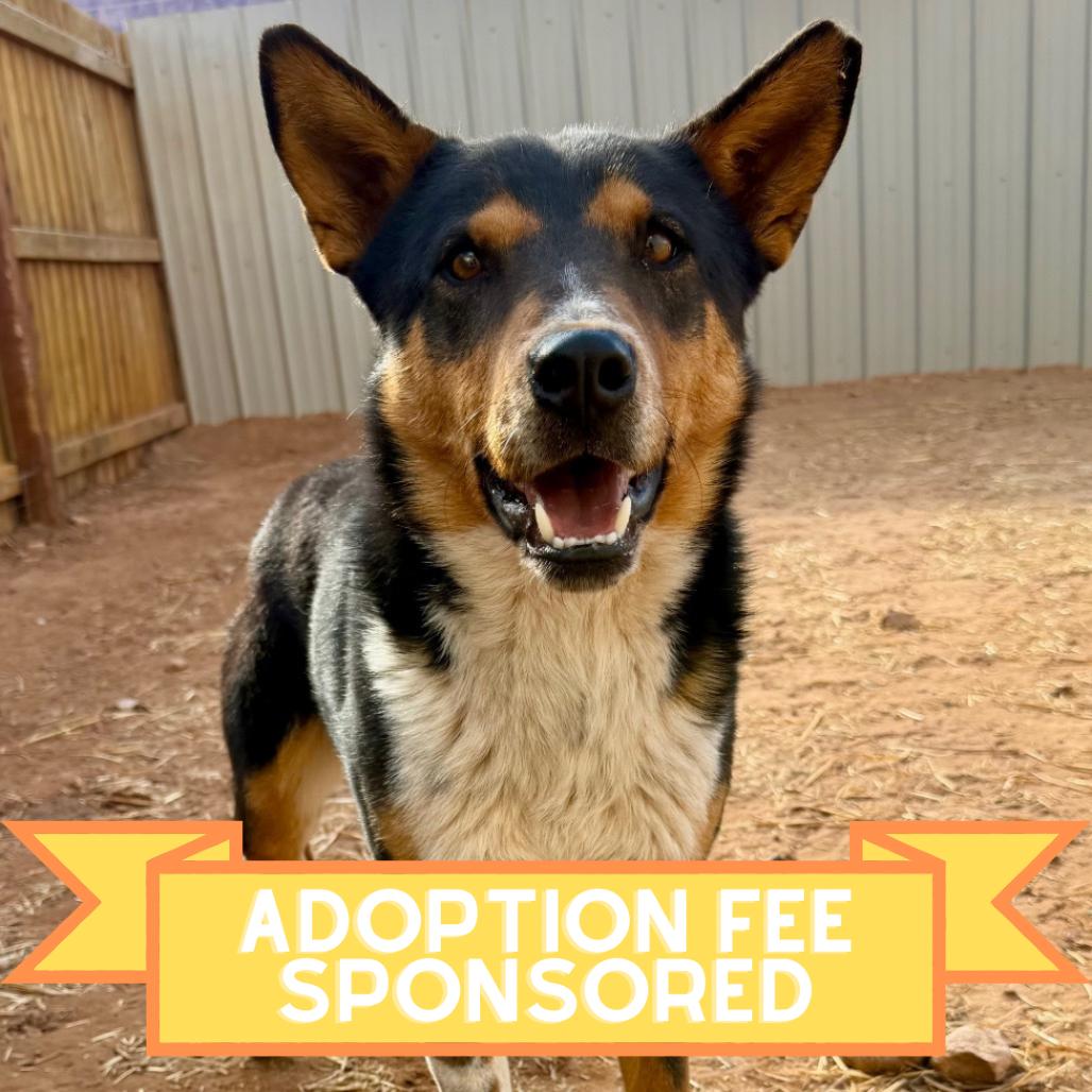Ross, a Adoptable Mixed Breed in Moab, UT image 2/6