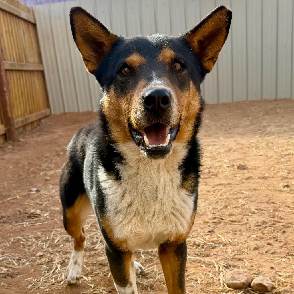 Enlarge Ross, a Adoptable Mixed Breed in Moab, UT image 2/6
