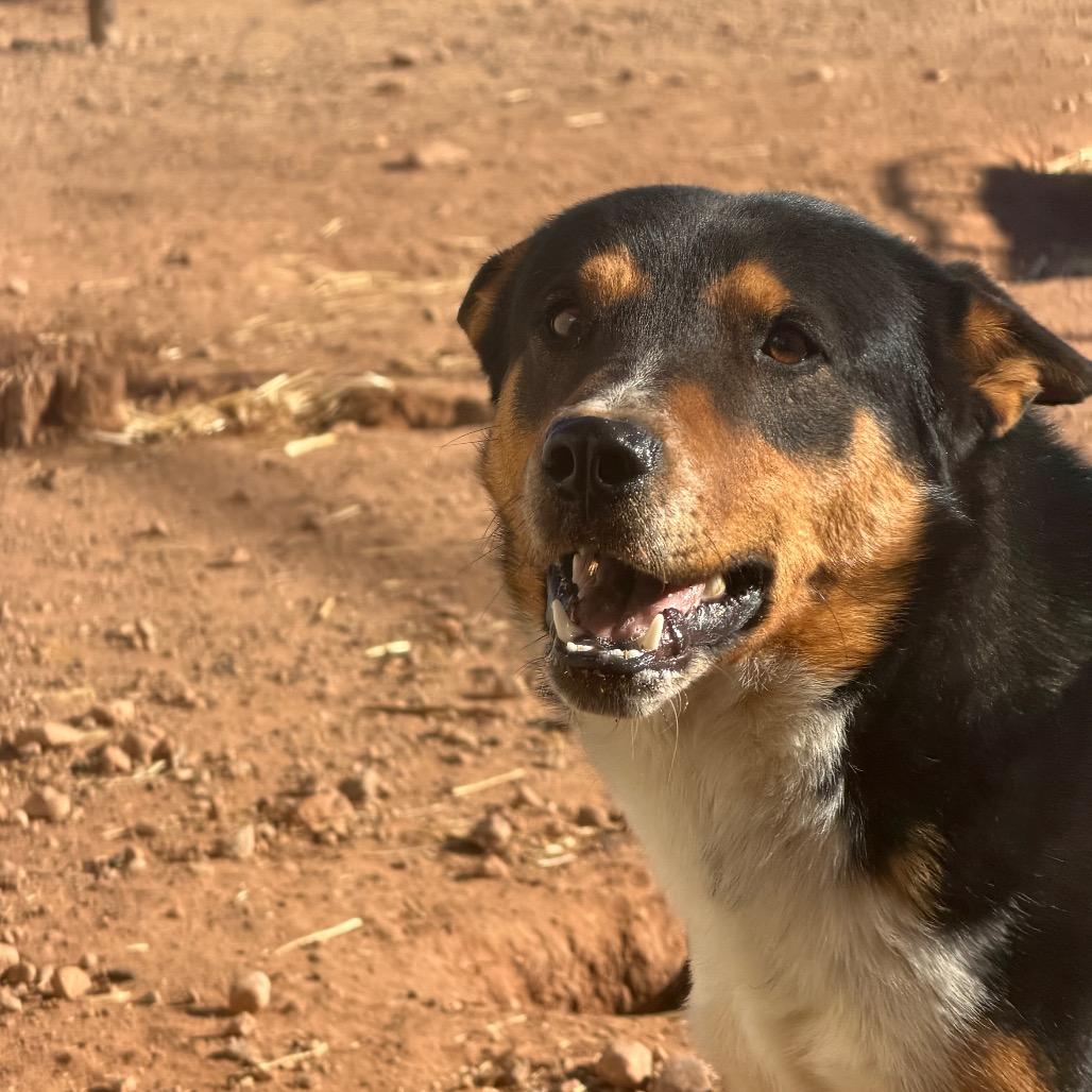 Enlarge Ross, a Adoptable Mixed Breed in Moab, UT image 3/6