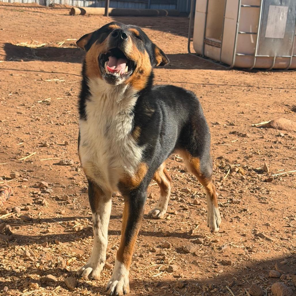 Enlarge Ross, a Adoptable Mixed Breed in Moab, UT image 4/6