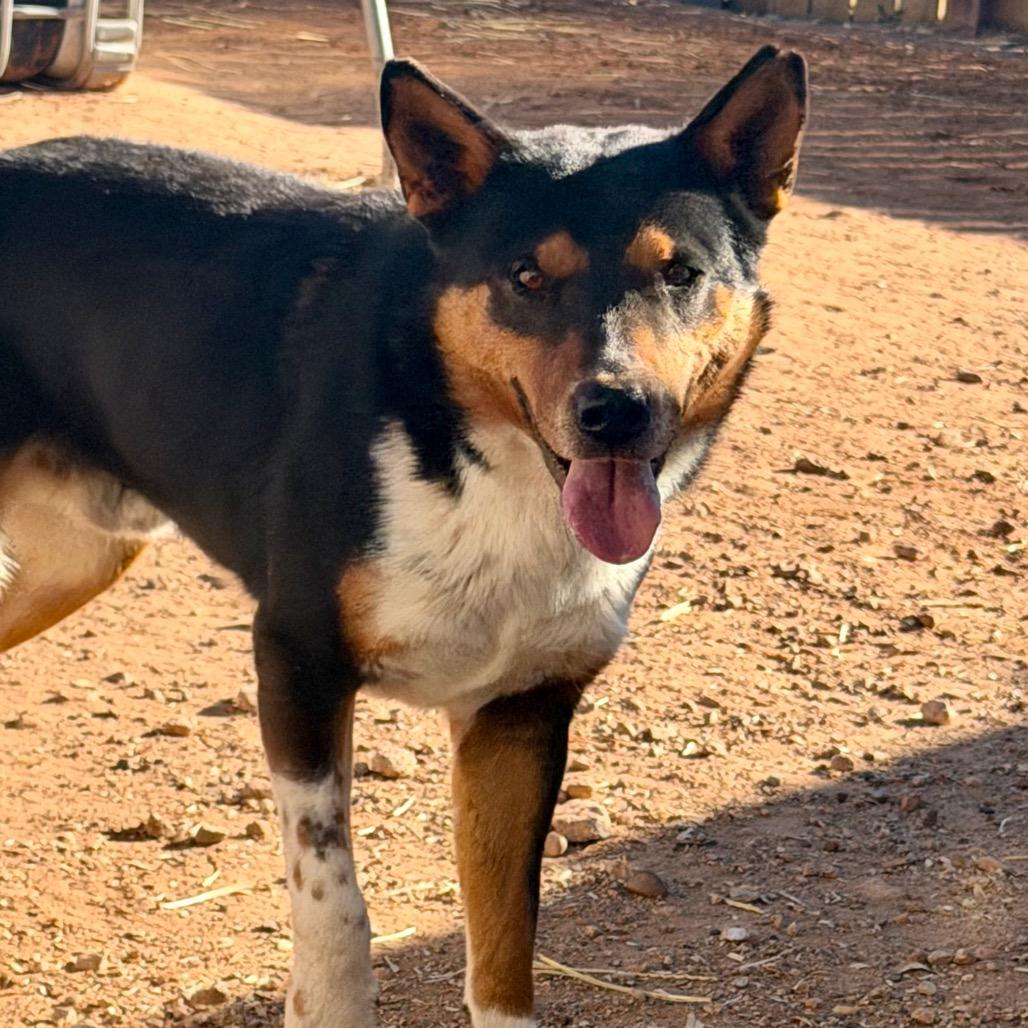 Enlarge Ross, a Adoptable Mixed Breed in Moab, UT image 5/6