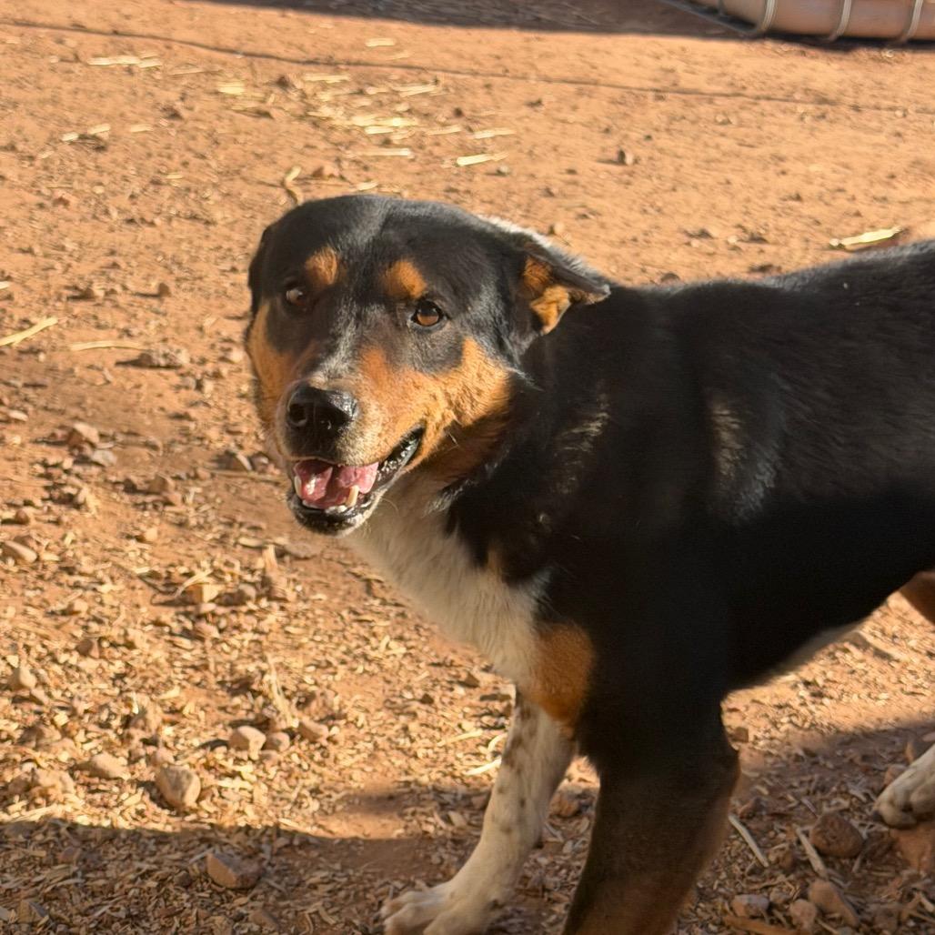 Enlarge Ross, a Adoptable Mixed Breed in Moab, UT image 6/6