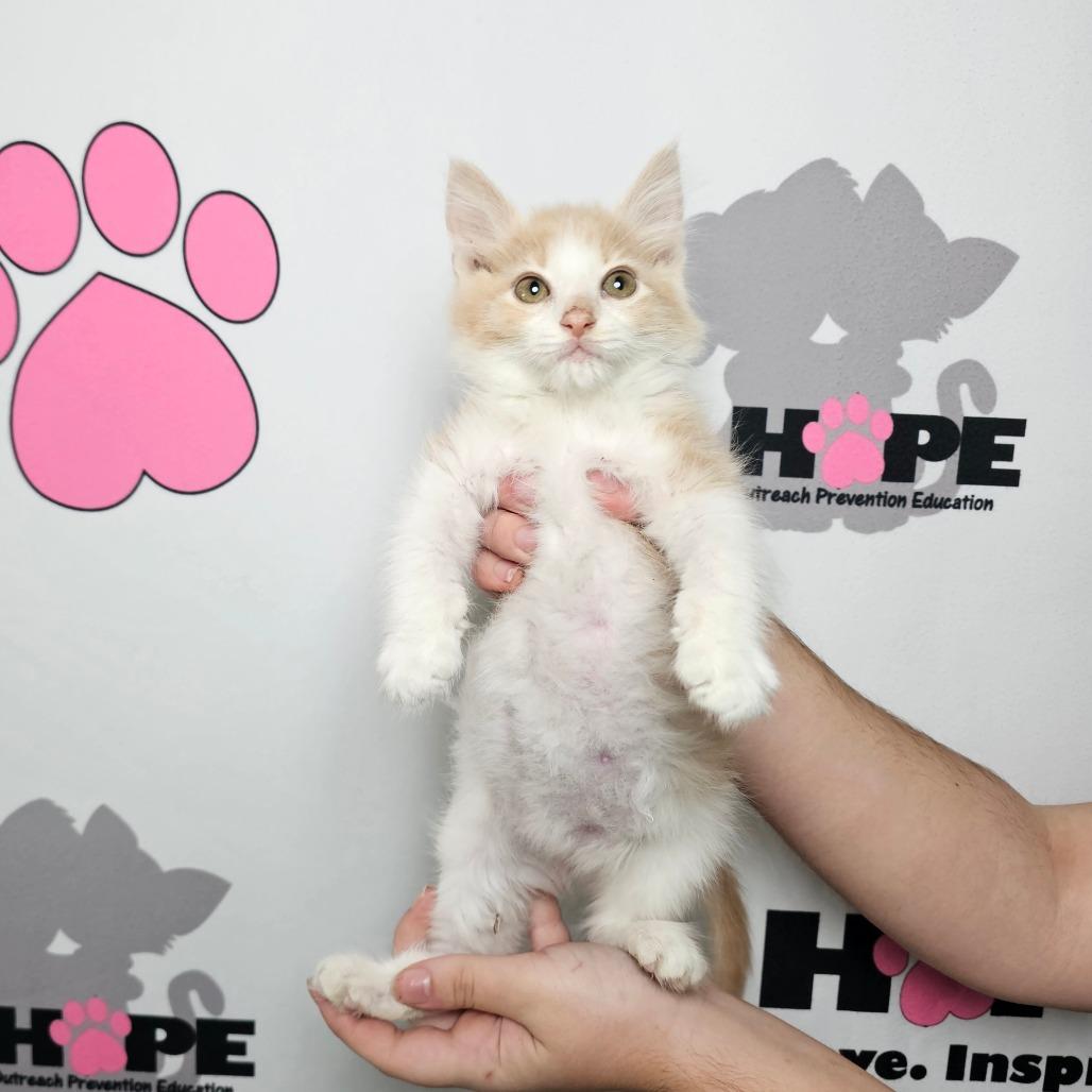 Enlarge Tango, a Adoptable mixed breed in Milton, FL image 3/6